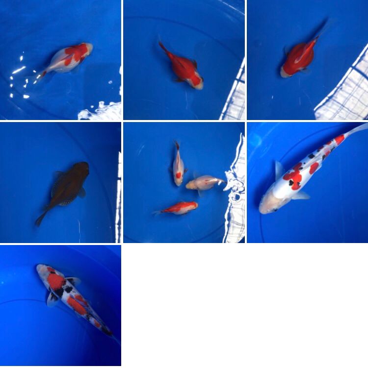 Lelang Koi Online, Jual Beli Ikan Koi, Pasar Koi Terbaik, Agen Lelang Koi, Penawaran Koi Berkualitas, Harga Jual Koi, Lelang Ikan Koi Import, Beli Koi Online, Jual Koi Murah, Koi Showroom, Penjual Koi Terpercaya, Lelang Koi Jakarta, Jual Koi Lokal, Koi Kualitas Unggul, Harga Terbaik Koi, Jual Koi Indukan, Lelang Ikan Hias Koi, Pasar Koi Indonesia, Beli Koi Berkualitas Tinggi, Koi Farm Terbesar, Jual Beli Koi Impor, Lelang Ikan Koi Kualitas Premium, Daftar Harga Koi Terbaru, Pusat Jual Beli Koi, Info Lelang Koi Hari Ini.