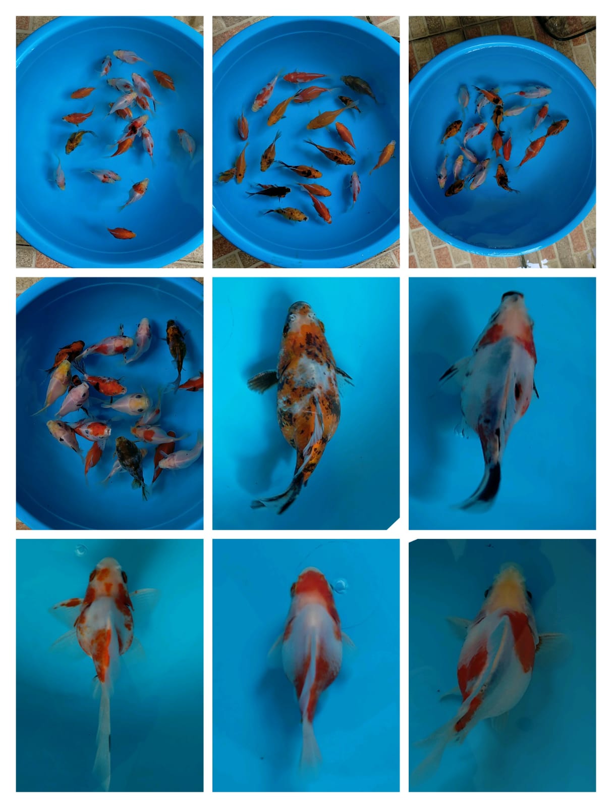 Lelang Koi Online, Jual Beli Ikan Koi, Pasar Koi Terbaik, Agen Lelang Koi, Penawaran Koi Berkualitas, Harga Jual Koi, Lelang Ikan Koi Import, Beli Koi Online, Jual Koi Murah, Koi Showroom, Penjual Koi Terpercaya, Lelang Koi Jakarta, Jual Koi Lokal, Koi Kualitas Unggul, Harga Terbaik Koi, Jual Koi Indukan, Lelang Ikan Hias Koi, Pasar Koi Indonesia, Beli Koi Berkualitas Tinggi, Koi Farm Terbesar, Jual Beli Koi Impor, Lelang Ikan Koi Kualitas Premium, Daftar Harga Koi Terbaru, Pusat Jual Beli Koi, Info Lelang Koi Hari Ini.