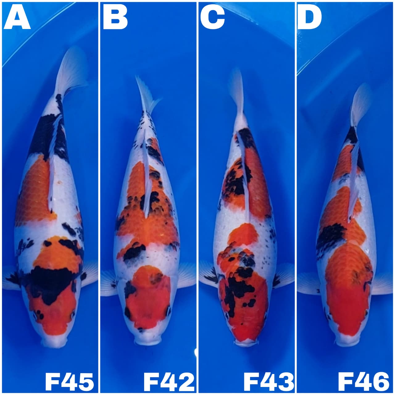 Lelang Koi Online, Jual Beli Ikan Koi, Pasar Koi Terbaik, Agen Lelang Koi, Penawaran Koi Berkualitas, Harga Jual Koi, Lelang Ikan Koi Import, Beli Koi Online, Jual Koi Murah, Koi Showroom, Penjual Koi Terpercaya, Lelang Koi Jakarta, Jual Koi Lokal, Koi Kualitas Unggul, Harga Terbaik Koi, Jual Koi Indukan, Lelang Ikan Hias Koi, Pasar Koi Indonesia, Beli Koi Berkualitas Tinggi, Koi Farm Terbesar, Jual Beli Koi Impor, Lelang Ikan Koi Kualitas Premium, Daftar Harga Koi Terbaru, Pusat Jual Beli Koi, Info Lelang Koi Hari Ini.
