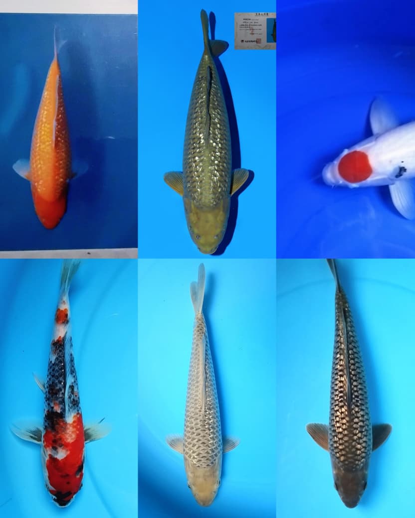 Lelang Koi Online, Jual Beli Ikan Koi, Pasar Koi Terbaik, Agen Lelang Koi, Penawaran Koi Berkualitas, Harga Jual Koi, Lelang Ikan Koi Import, Beli Koi Online, Jual Koi Murah, Koi Showroom, Penjual Koi Terpercaya, Lelang Koi Jakarta, Jual Koi Lokal, Koi Kualitas Unggul, Harga Terbaik Koi, Jual Koi Indukan, Lelang Ikan Hias Koi, Pasar Koi Indonesia, Beli Koi Berkualitas Tinggi, Koi Farm Terbesar, Jual Beli Koi Impor, Lelang Ikan Koi Kualitas Premium, Daftar Harga Koi Terbaru, Pusat Jual Beli Koi, Info Lelang Koi Hari Ini.