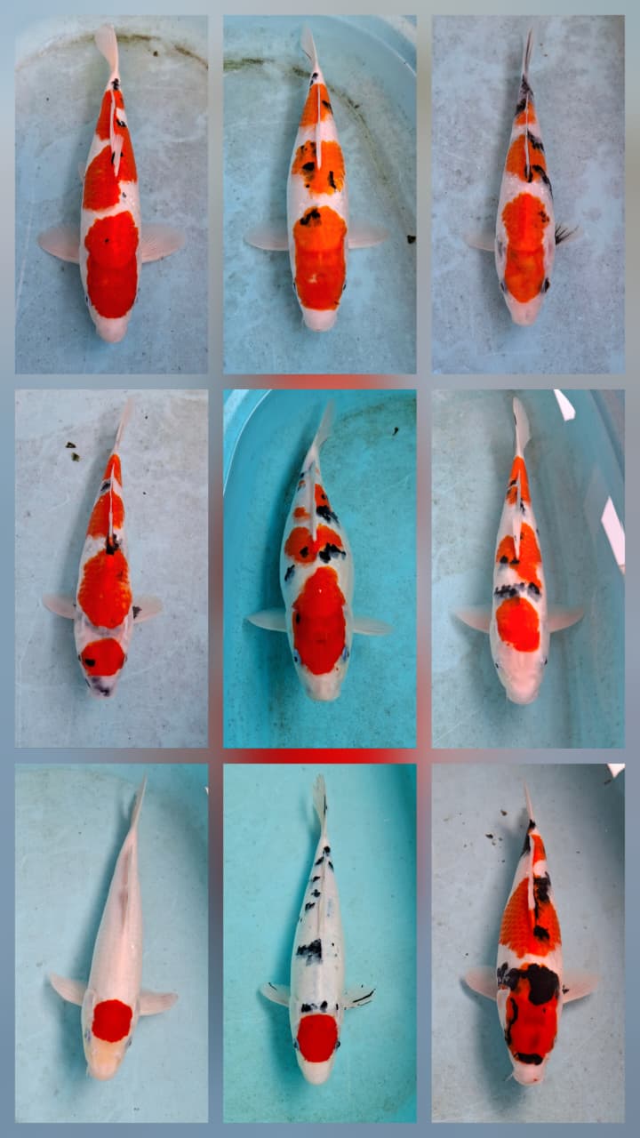 Lelang Koi Online, Jual Beli Ikan Koi, Pasar Koi Terbaik, Agen Lelang Koi, Penawaran Koi Berkualitas, Harga Jual Koi, Lelang Ikan Koi Import, Beli Koi Online, Jual Koi Murah, Koi Showroom, Penjual Koi Terpercaya, Lelang Koi Jakarta, Jual Koi Lokal, Koi Kualitas Unggul, Harga Terbaik Koi, Jual Koi Indukan, Lelang Ikan Hias Koi, Pasar Koi Indonesia, Beli Koi Berkualitas Tinggi, Koi Farm Terbesar, Jual Beli Koi Impor, Lelang Ikan Koi Kualitas Premium, Daftar Harga Koi Terbaru, Pusat Jual Beli Koi, Info Lelang Koi Hari Ini.