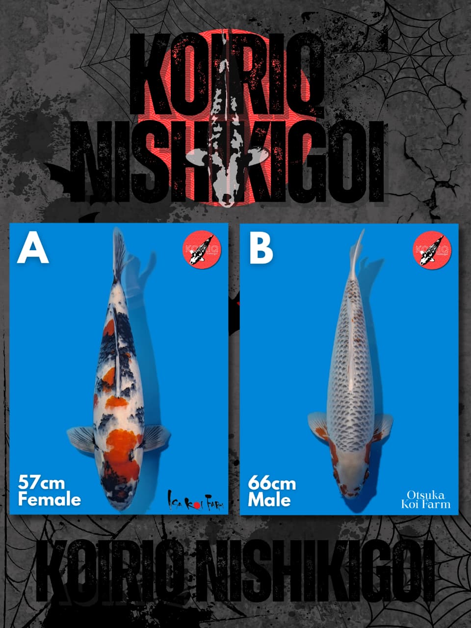 Lelang Koi Online, Jual Beli Ikan Koi, Pasar Koi Terbaik, Agen Lelang Koi, Penawaran Koi Berkualitas, Harga Jual Koi, Lelang Ikan Koi Import, Beli Koi Online, Jual Koi Murah, Koi Showroom, Penjual Koi Terpercaya, Lelang Koi Jakarta, Jual Koi Lokal, Koi Kualitas Unggul, Harga Terbaik Koi, Jual Koi Indukan, Lelang Ikan Hias Koi, Pasar Koi Indonesia, Beli Koi Berkualitas Tinggi, Koi Farm Terbesar, Jual Beli Koi Impor, Lelang Ikan Koi Kualitas Premium, Daftar Harga Koi Terbaru, Pusat Jual Beli Koi, Info Lelang Koi Hari Ini.