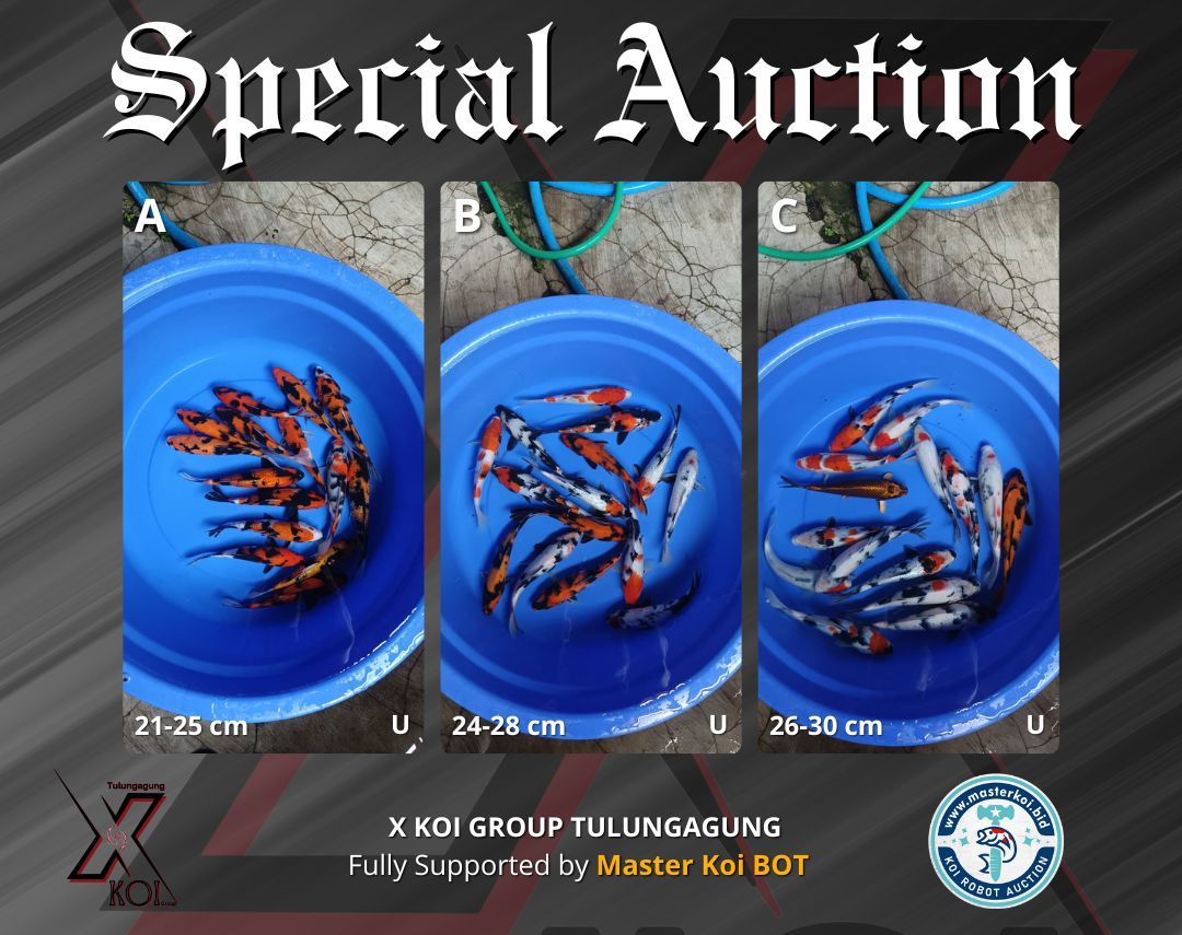 Lelang Koi Online, Jual Beli Ikan Koi, Pasar Koi Terbaik, Agen Lelang Koi, Penawaran Koi Berkualitas, Harga Jual Koi, Lelang Ikan Koi Import, Beli Koi Online, Jual Koi Murah, Koi Showroom, Penjual Koi Terpercaya, Lelang Koi Jakarta, Jual Koi Lokal, Koi Kualitas Unggul, Harga Terbaik Koi, Jual Koi Indukan, Lelang Ikan Hias Koi, Pasar Koi Indonesia, Beli Koi Berkualitas Tinggi, Koi Farm Terbesar, Jual Beli Koi Impor, Lelang Ikan Koi Kualitas Premium, Daftar Harga Koi Terbaru, Pusat Jual Beli Koi, Info Lelang Koi Hari Ini.
