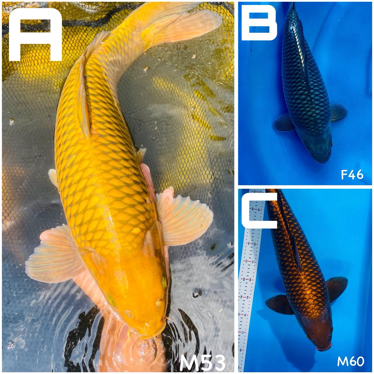 Lelang Koi Online, Jual Beli Ikan Koi, Pasar Koi Terbaik, Agen Lelang Koi, Penawaran Koi Berkualitas, Harga Jual Koi, Lelang Ikan Koi Import, Beli Koi Online, Jual Koi Murah, Koi Showroom, Penjual Koi Terpercaya, Lelang Koi Jakarta, Jual Koi Lokal, Koi Kualitas Unggul, Harga Terbaik Koi, Jual Koi Indukan, Lelang Ikan Hias Koi, Pasar Koi Indonesia, Beli Koi Berkualitas Tinggi, Koi Farm Terbesar, Jual Beli Koi Impor, Lelang Ikan Koi Kualitas Premium, Daftar Harga Koi Terbaru, Pusat Jual Beli Koi, Info Lelang Koi Hari Ini.