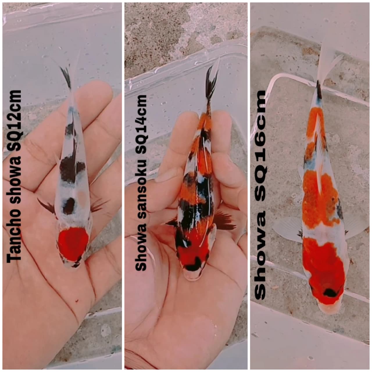 Lelang Koi Online, Jual Beli Ikan Koi, Pasar Koi Terbaik, Agen Lelang Koi, Penawaran Koi Berkualitas, Harga Jual Koi, Lelang Ikan Koi Import, Beli Koi Online, Jual Koi Murah, Koi Showroom, Penjual Koi Terpercaya, Lelang Koi Jakarta, Jual Koi Lokal, Koi Kualitas Unggul, Harga Terbaik Koi, Jual Koi Indukan, Lelang Ikan Hias Koi, Pasar Koi Indonesia, Beli Koi Berkualitas Tinggi, Koi Farm Terbesar, Jual Beli Koi Impor, Lelang Ikan Koi Kualitas Premium, Daftar Harga Koi Terbaru, Pusat Jual Beli Koi, Info Lelang Koi Hari Ini.