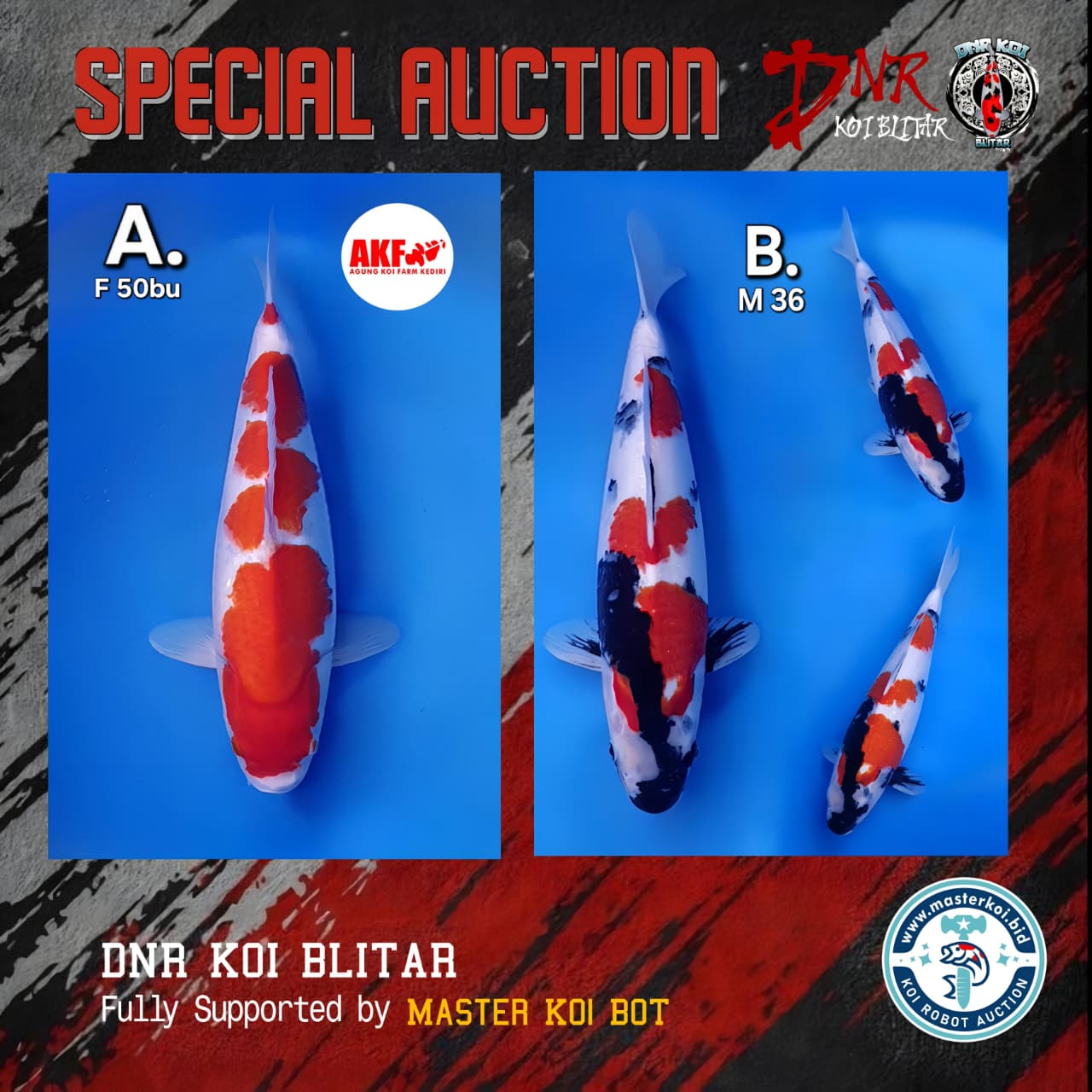 Lelang Koi Online, Jual Beli Ikan Koi, Pasar Koi Terbaik, Agen Lelang Koi, Penawaran Koi Berkualitas, Harga Jual Koi, Lelang Ikan Koi Import, Beli Koi Online, Jual Koi Murah, Koi Showroom, Penjual Koi Terpercaya, Lelang Koi Jakarta, Jual Koi Lokal, Koi Kualitas Unggul, Harga Terbaik Koi, Jual Koi Indukan, Lelang Ikan Hias Koi, Pasar Koi Indonesia, Beli Koi Berkualitas Tinggi, Koi Farm Terbesar, Jual Beli Koi Impor, Lelang Ikan Koi Kualitas Premium, Daftar Harga Koi Terbaru, Pusat Jual Beli Koi, Info Lelang Koi Hari Ini.