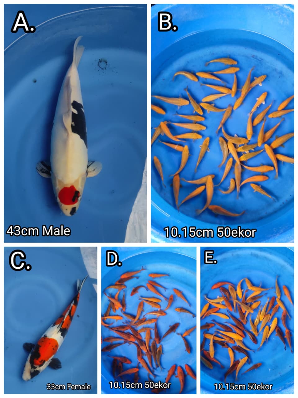 Lelang Koi Online, Jual Beli Ikan Koi, Pasar Koi Terbaik, Agen Lelang Koi, Penawaran Koi Berkualitas, Harga Jual Koi, Lelang Ikan Koi Import, Beli Koi Online, Jual Koi Murah, Koi Showroom, Penjual Koi Terpercaya, Lelang Koi Jakarta, Jual Koi Lokal, Koi Kualitas Unggul, Harga Terbaik Koi, Jual Koi Indukan, Lelang Ikan Hias Koi, Pasar Koi Indonesia, Beli Koi Berkualitas Tinggi, Koi Farm Terbesar, Jual Beli Koi Impor, Lelang Ikan Koi Kualitas Premium, Daftar Harga Koi Terbaru, Pusat Jual Beli Koi, Info Lelang Koi Hari Ini.