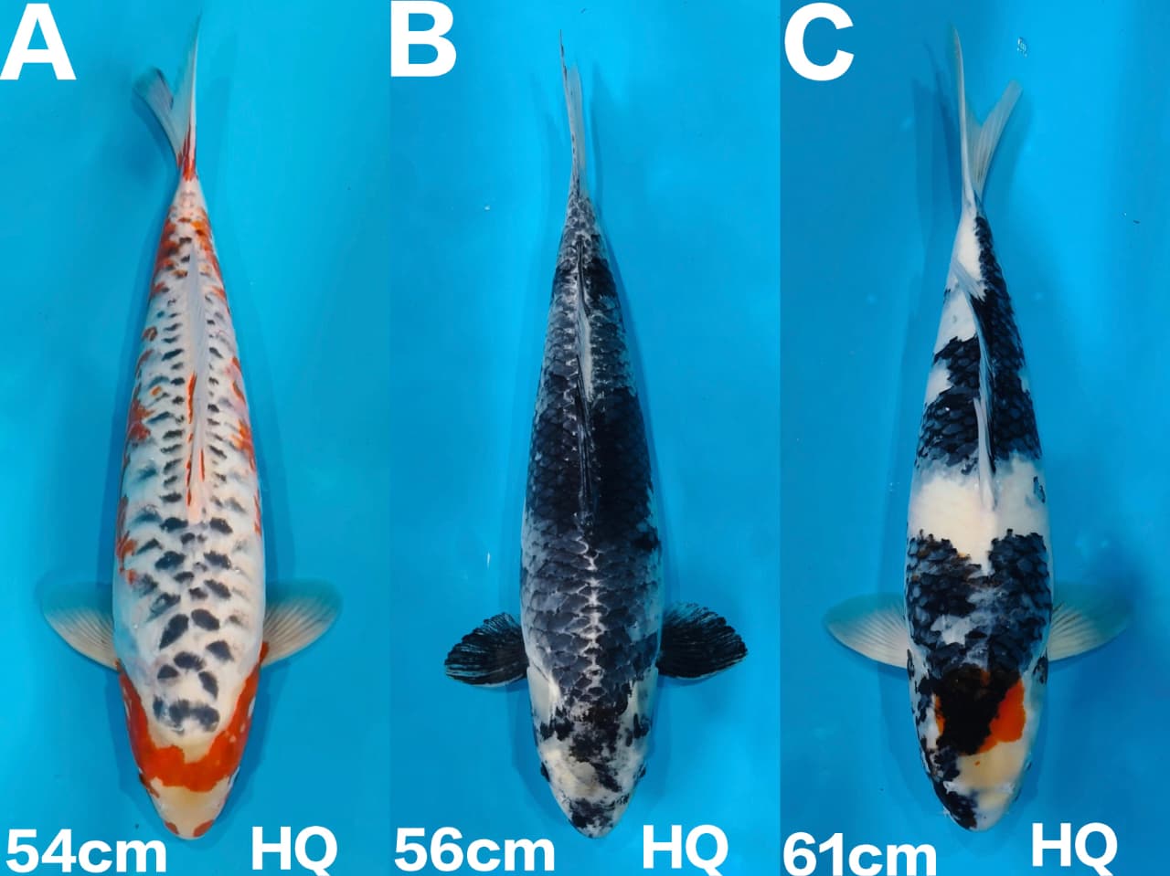 Lelang Koi Online, Jual Beli Ikan Koi, Pasar Koi Terbaik, Agen Lelang Koi, Penawaran Koi Berkualitas, Harga Jual Koi, Lelang Ikan Koi Import, Beli Koi Online, Jual Koi Murah, Koi Showroom, Penjual Koi Terpercaya, Lelang Koi Jakarta, Jual Koi Lokal, Koi Kualitas Unggul, Harga Terbaik Koi, Jual Koi Indukan, Lelang Ikan Hias Koi, Pasar Koi Indonesia, Beli Koi Berkualitas Tinggi, Koi Farm Terbesar, Jual Beli Koi Impor, Lelang Ikan Koi Kualitas Premium, Daftar Harga Koi Terbaru, Pusat Jual Beli Koi, Info Lelang Koi Hari Ini.