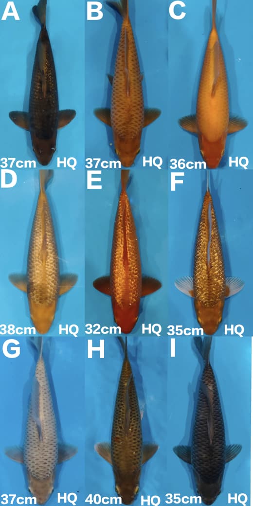 Lelang Koi Online, Jual Beli Ikan Koi, Pasar Koi Terbaik, Agen Lelang Koi, Penawaran Koi Berkualitas, Harga Jual Koi, Lelang Ikan Koi Import, Beli Koi Online, Jual Koi Murah, Koi Showroom, Penjual Koi Terpercaya, Lelang Koi Jakarta, Jual Koi Lokal, Koi Kualitas Unggul, Harga Terbaik Koi, Jual Koi Indukan, Lelang Ikan Hias Koi, Pasar Koi Indonesia, Beli Koi Berkualitas Tinggi, Koi Farm Terbesar, Jual Beli Koi Impor, Lelang Ikan Koi Kualitas Premium, Daftar Harga Koi Terbaru, Pusat Jual Beli Koi, Info Lelang Koi Hari Ini.