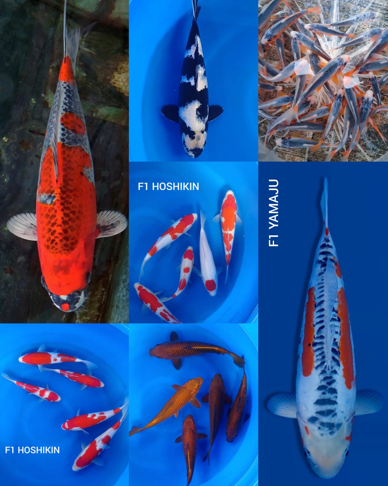 Lelang Koi Online, Jual Beli Ikan Koi, Pasar Koi Terbaik, Agen Lelang Koi, Penawaran Koi Berkualitas, Harga Jual Koi, Lelang Ikan Koi Import, Beli Koi Online, Jual Koi Murah, Koi Showroom, Penjual Koi Terpercaya, Lelang Koi Jakarta, Jual Koi Lokal, Koi Kualitas Unggul, Harga Terbaik Koi, Jual Koi Indukan, Lelang Ikan Hias Koi, Pasar Koi Indonesia, Beli Koi Berkualitas Tinggi, Koi Farm Terbesar, Jual Beli Koi Impor, Lelang Ikan Koi Kualitas Premium, Daftar Harga Koi Terbaru, Pusat Jual Beli Koi, Info Lelang Koi Hari Ini.