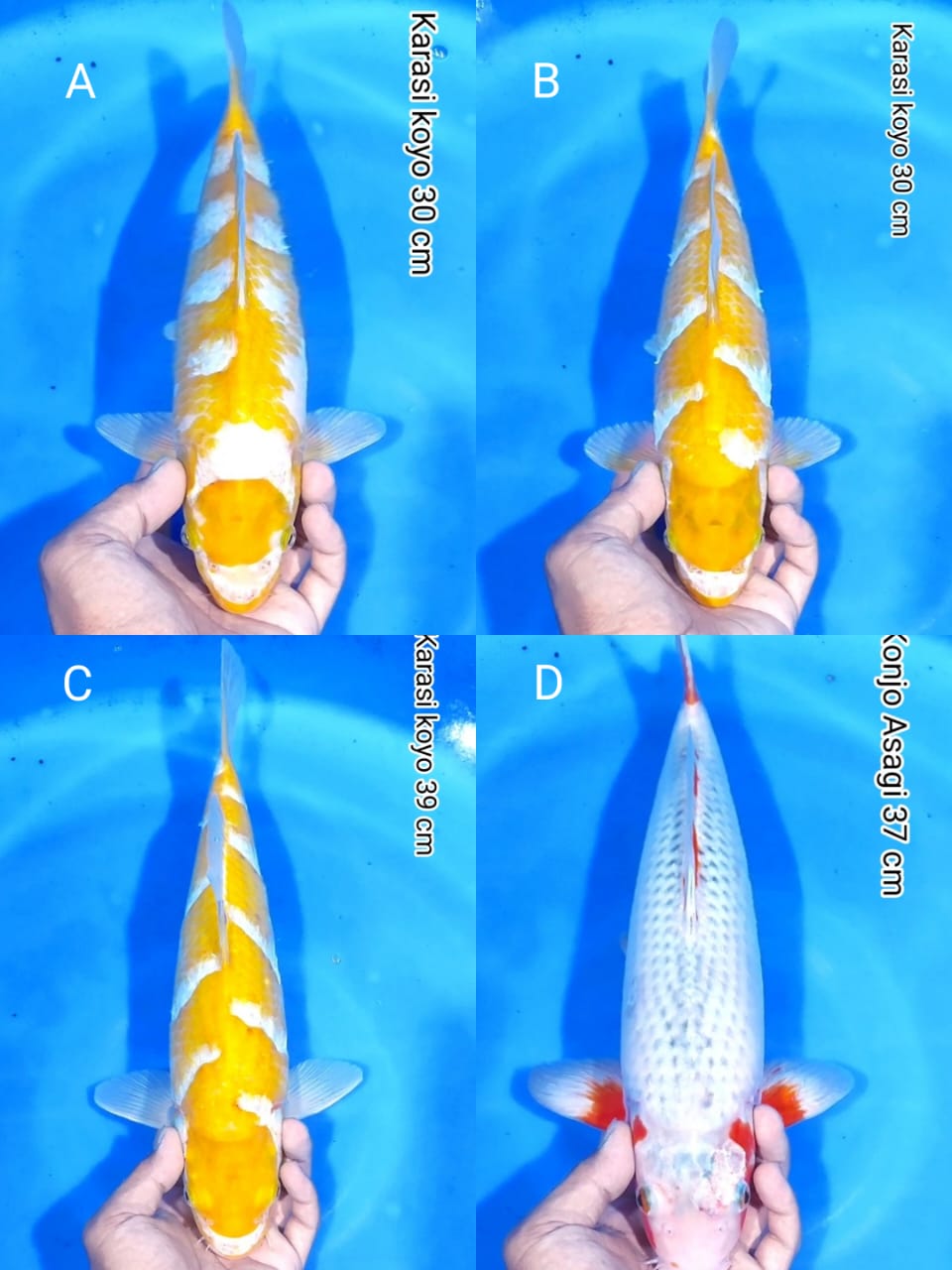 Lelang Koi Online, Jual Beli Ikan Koi, Pasar Koi Terbaik, Agen Lelang Koi, Penawaran Koi Berkualitas, Harga Jual Koi, Lelang Ikan Koi Import, Beli Koi Online, Jual Koi Murah, Koi Showroom, Penjual Koi Terpercaya, Lelang Koi Jakarta, Jual Koi Lokal, Koi Kualitas Unggul, Harga Terbaik Koi, Jual Koi Indukan, Lelang Ikan Hias Koi, Pasar Koi Indonesia, Beli Koi Berkualitas Tinggi, Koi Farm Terbesar, Jual Beli Koi Impor, Lelang Ikan Koi Kualitas Premium, Daftar Harga Koi Terbaru, Pusat Jual Beli Koi, Info Lelang Koi Hari Ini.