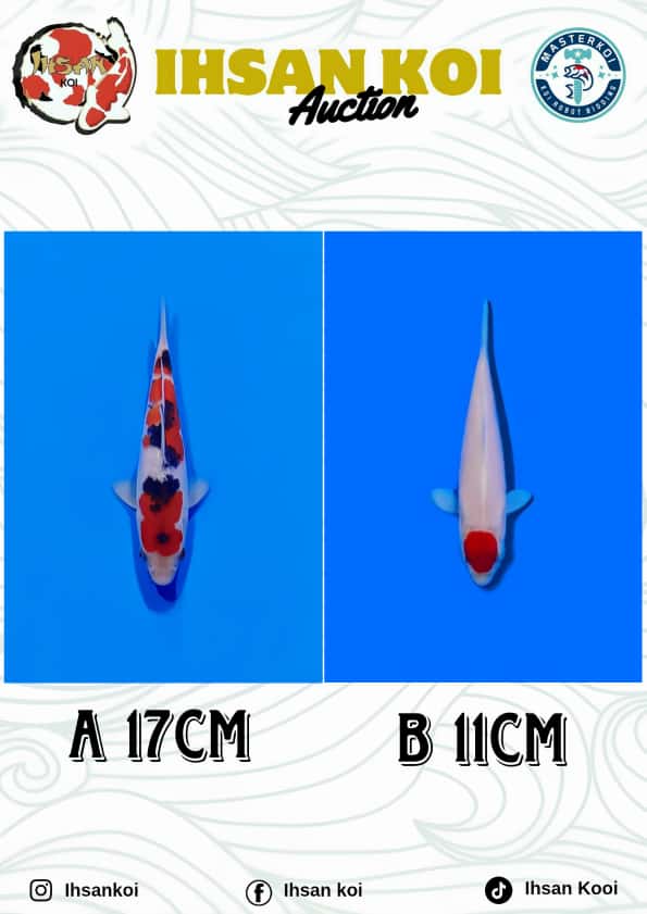 Lelang Koi Online, Jual Beli Ikan Koi, Pasar Koi Terbaik, Agen Lelang Koi, Penawaran Koi Berkualitas, Harga Jual Koi, Lelang Ikan Koi Import, Beli Koi Online, Jual Koi Murah, Koi Showroom, Penjual Koi Terpercaya, Lelang Koi Jakarta, Jual Koi Lokal, Koi Kualitas Unggul, Harga Terbaik Koi, Jual Koi Indukan, Lelang Ikan Hias Koi, Pasar Koi Indonesia, Beli Koi Berkualitas Tinggi, Koi Farm Terbesar, Jual Beli Koi Impor, Lelang Ikan Koi Kualitas Premium, Daftar Harga Koi Terbaru, Pusat Jual Beli Koi, Info Lelang Koi Hari Ini.