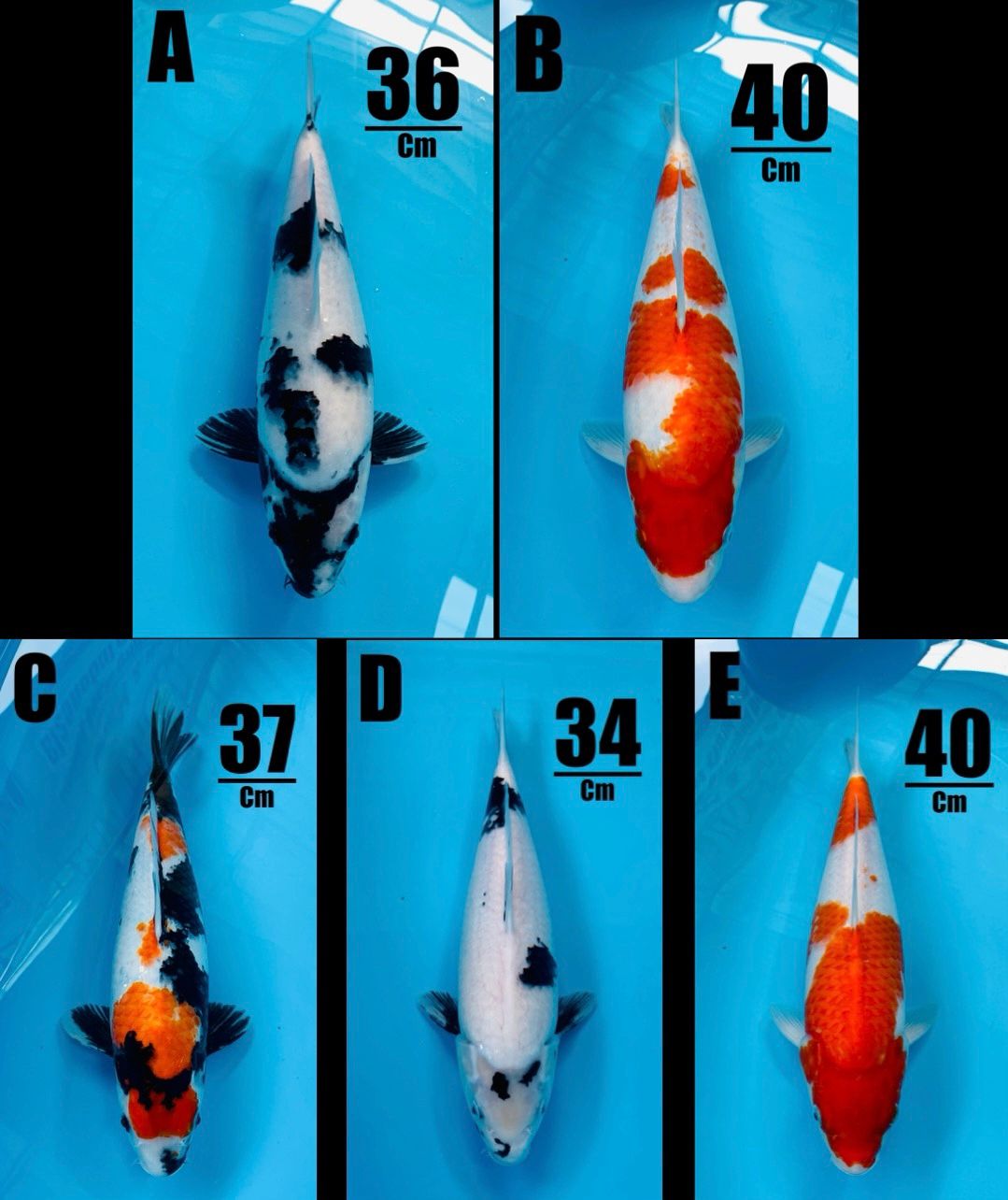 Lelang Koi Online, Jual Beli Ikan Koi, Pasar Koi Terbaik, Agen Lelang Koi, Penawaran Koi Berkualitas, Harga Jual Koi, Lelang Ikan Koi Import, Beli Koi Online, Jual Koi Murah, Koi Showroom, Penjual Koi Terpercaya, Lelang Koi Jakarta, Jual Koi Lokal, Koi Kualitas Unggul, Harga Terbaik Koi, Jual Koi Indukan, Lelang Ikan Hias Koi, Pasar Koi Indonesia, Beli Koi Berkualitas Tinggi, Koi Farm Terbesar, Jual Beli Koi Impor, Lelang Ikan Koi Kualitas Premium, Daftar Harga Koi Terbaru, Pusat Jual Beli Koi, Info Lelang Koi Hari Ini.