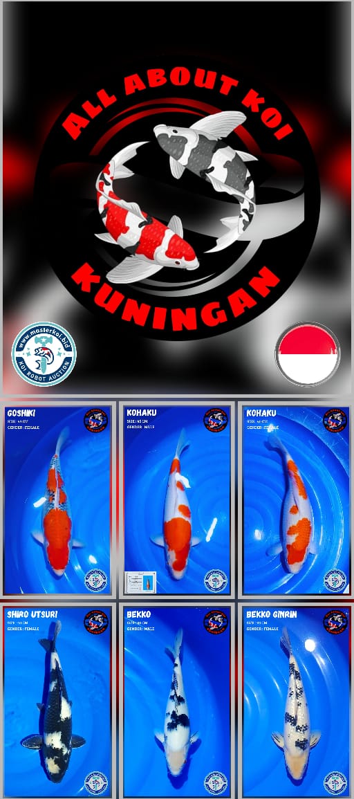 Lelang Koi Online, Jual Beli Ikan Koi, Pasar Koi Terbaik, Agen Lelang Koi, Penawaran Koi Berkualitas, Harga Jual Koi, Lelang Ikan Koi Import, Beli Koi Online, Jual Koi Murah, Koi Showroom, Penjual Koi Terpercaya, Lelang Koi Jakarta, Jual Koi Lokal, Koi Kualitas Unggul, Harga Terbaik Koi, Jual Koi Indukan, Lelang Ikan Hias Koi, Pasar Koi Indonesia, Beli Koi Berkualitas Tinggi, Koi Farm Terbesar, Jual Beli Koi Impor, Lelang Ikan Koi Kualitas Premium, Daftar Harga Koi Terbaru, Pusat Jual Beli Koi, Info Lelang Koi Hari Ini.