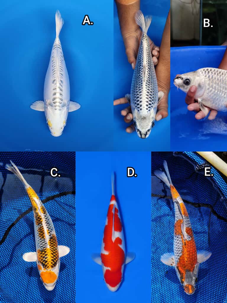 Lelang Koi Online, Jual Beli Ikan Koi, Pasar Koi Terbaik, Agen Lelang Koi, Penawaran Koi Berkualitas, Harga Jual Koi, Lelang Ikan Koi Import, Beli Koi Online, Jual Koi Murah, Koi Showroom, Penjual Koi Terpercaya, Lelang Koi Jakarta, Jual Koi Lokal, Koi Kualitas Unggul, Harga Terbaik Koi, Jual Koi Indukan, Lelang Ikan Hias Koi, Pasar Koi Indonesia, Beli Koi Berkualitas Tinggi, Koi Farm Terbesar, Jual Beli Koi Impor, Lelang Ikan Koi Kualitas Premium, Daftar Harga Koi Terbaru, Pusat Jual Beli Koi, Info Lelang Koi Hari Ini.