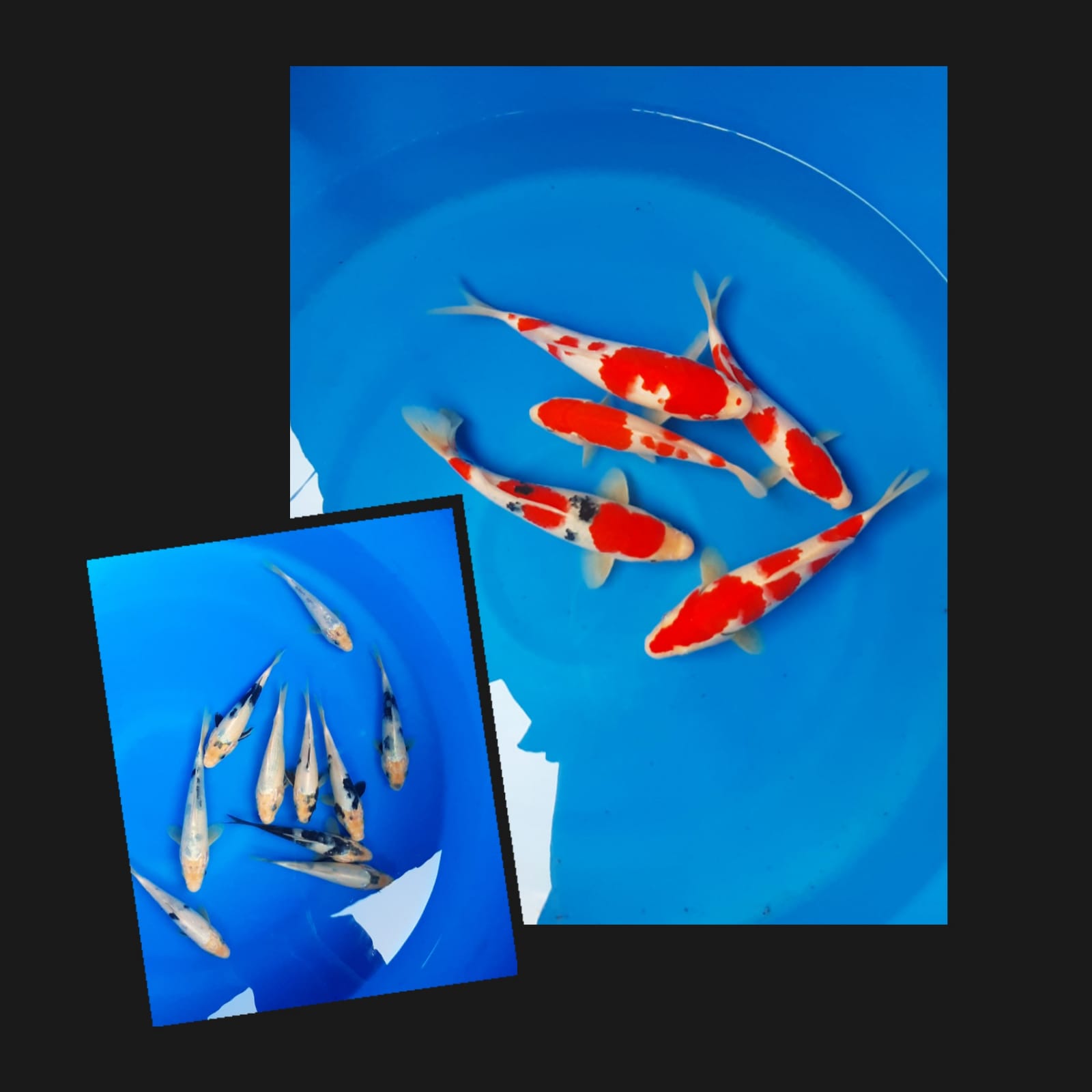 Lelang Koi Online, Jual Beli Ikan Koi, Pasar Koi Terbaik, Agen Lelang Koi, Penawaran Koi Berkualitas, Harga Jual Koi, Lelang Ikan Koi Import, Beli Koi Online, Jual Koi Murah, Koi Showroom, Penjual Koi Terpercaya, Lelang Koi Jakarta, Jual Koi Lokal, Koi Kualitas Unggul, Harga Terbaik Koi, Jual Koi Indukan, Lelang Ikan Hias Koi, Pasar Koi Indonesia, Beli Koi Berkualitas Tinggi, Koi Farm Terbesar, Jual Beli Koi Impor, Lelang Ikan Koi Kualitas Premium, Daftar Harga Koi Terbaru, Pusat Jual Beli Koi, Info Lelang Koi Hari Ini.