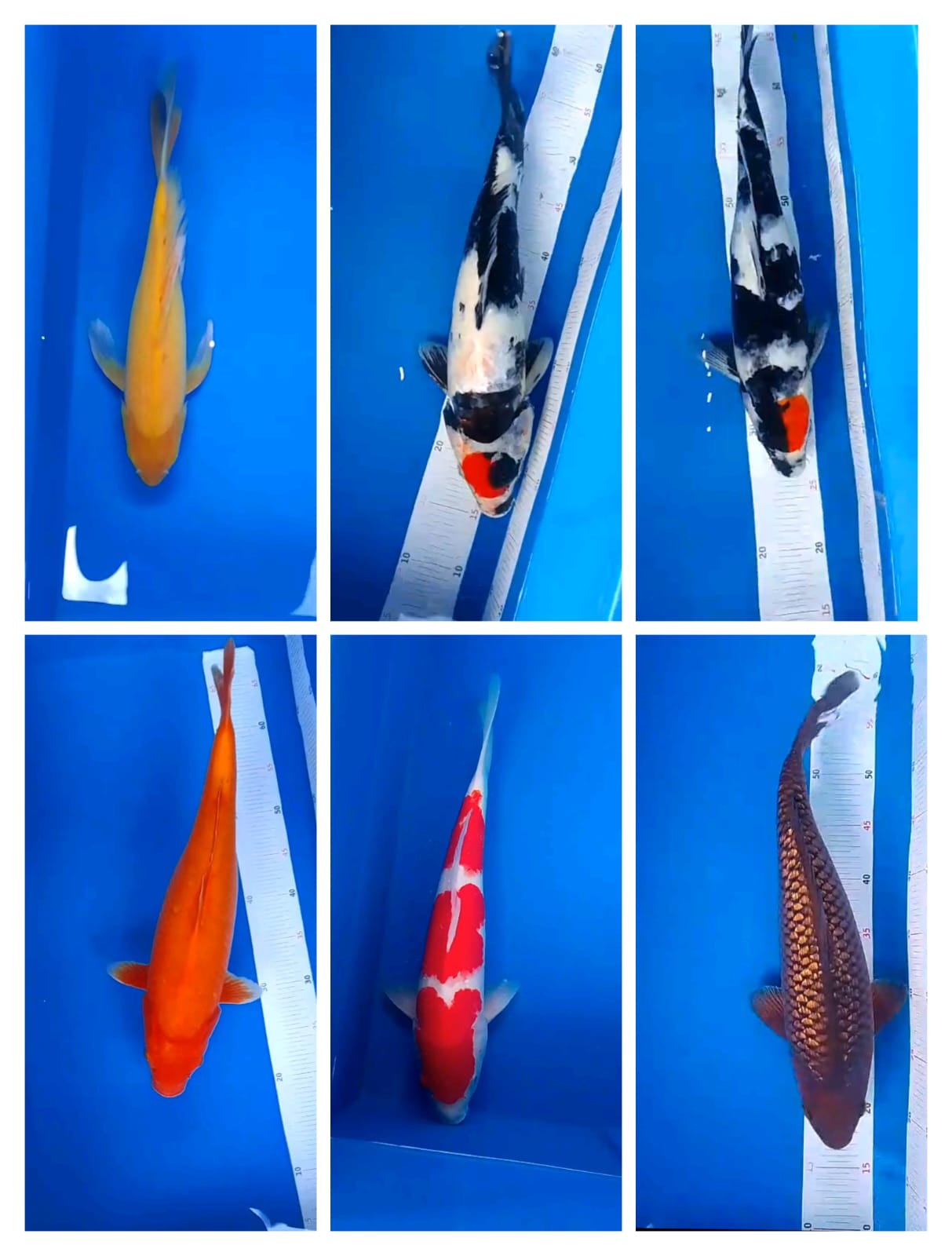 Lelang Koi Online, Jual Beli Ikan Koi, Pasar Koi Terbaik, Agen Lelang Koi, Penawaran Koi Berkualitas, Harga Jual Koi, Lelang Ikan Koi Import, Beli Koi Online, Jual Koi Murah, Koi Showroom, Penjual Koi Terpercaya, Lelang Koi Jakarta, Jual Koi Lokal, Koi Kualitas Unggul, Harga Terbaik Koi, Jual Koi Indukan, Lelang Ikan Hias Koi, Pasar Koi Indonesia, Beli Koi Berkualitas Tinggi, Koi Farm Terbesar, Jual Beli Koi Impor, Lelang Ikan Koi Kualitas Premium, Daftar Harga Koi Terbaru, Pusat Jual Beli Koi, Info Lelang Koi Hari Ini.