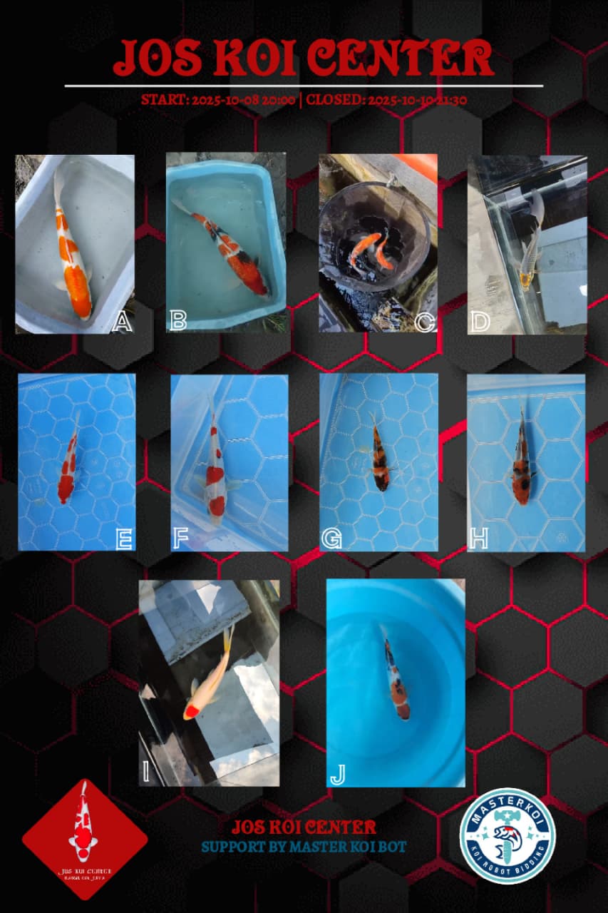 Lelang Koi Online, Jual Beli Ikan Koi, Pasar Koi Terbaik, Agen Lelang Koi, Penawaran Koi Berkualitas, Harga Jual Koi, Lelang Ikan Koi Import, Beli Koi Online, Jual Koi Murah, Koi Showroom, Penjual Koi Terpercaya, Lelang Koi Jakarta, Jual Koi Lokal, Koi Kualitas Unggul, Harga Terbaik Koi, Jual Koi Indukan, Lelang Ikan Hias Koi, Pasar Koi Indonesia, Beli Koi Berkualitas Tinggi, Koi Farm Terbesar, Jual Beli Koi Impor, Lelang Ikan Koi Kualitas Premium, Daftar Harga Koi Terbaru, Pusat Jual Beli Koi, Info Lelang Koi Hari Ini.