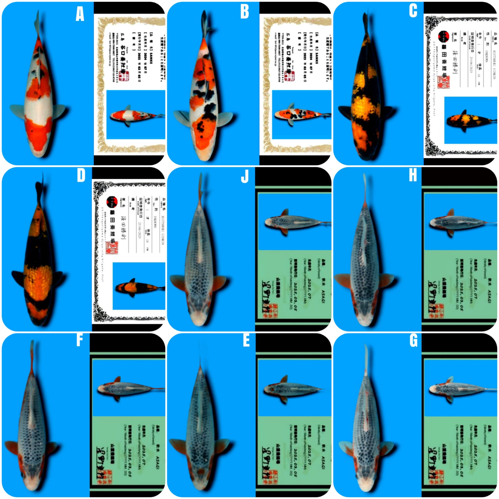 Lelang Koi Online, Jual Beli Ikan Koi, Pasar Koi Terbaik, Agen Lelang Koi, Penawaran Koi Berkualitas, Harga Jual Koi, Lelang Ikan Koi Import, Beli Koi Online, Jual Koi Murah, Koi Showroom, Penjual Koi Terpercaya, Lelang Koi Jakarta, Jual Koi Lokal, Koi Kualitas Unggul, Harga Terbaik Koi, Jual Koi Indukan, Lelang Ikan Hias Koi, Pasar Koi Indonesia, Beli Koi Berkualitas Tinggi, Koi Farm Terbesar, Jual Beli Koi Impor, Lelang Ikan Koi Kualitas Premium, Daftar Harga Koi Terbaru, Pusat Jual Beli Koi, Info Lelang Koi Hari Ini.