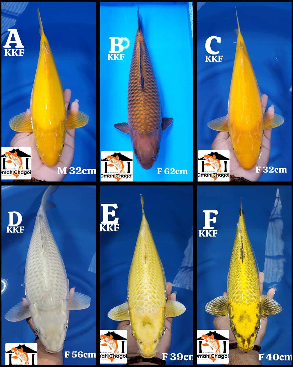 Lelang Koi Online, Jual Beli Ikan Koi, Pasar Koi Terbaik, Agen Lelang Koi, Penawaran Koi Berkualitas, Harga Jual Koi, Lelang Ikan Koi Import, Beli Koi Online, Jual Koi Murah, Koi Showroom, Penjual Koi Terpercaya, Lelang Koi Jakarta, Jual Koi Lokal, Koi Kualitas Unggul, Harga Terbaik Koi, Jual Koi Indukan, Lelang Ikan Hias Koi, Pasar Koi Indonesia, Beli Koi Berkualitas Tinggi, Koi Farm Terbesar, Jual Beli Koi Impor, Lelang Ikan Koi Kualitas Premium, Daftar Harga Koi Terbaru, Pusat Jual Beli Koi, Info Lelang Koi Hari Ini.