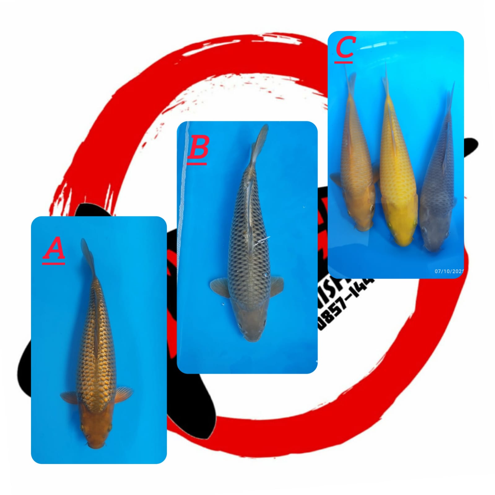 Lelang Koi Online, Jual Beli Ikan Koi, Pasar Koi Terbaik, Agen Lelang Koi, Penawaran Koi Berkualitas, Harga Jual Koi, Lelang Ikan Koi Import, Beli Koi Online, Jual Koi Murah, Koi Showroom, Penjual Koi Terpercaya, Lelang Koi Jakarta, Jual Koi Lokal, Koi Kualitas Unggul, Harga Terbaik Koi, Jual Koi Indukan, Lelang Ikan Hias Koi, Pasar Koi Indonesia, Beli Koi Berkualitas Tinggi, Koi Farm Terbesar, Jual Beli Koi Impor, Lelang Ikan Koi Kualitas Premium, Daftar Harga Koi Terbaru, Pusat Jual Beli Koi, Info Lelang Koi Hari Ini.