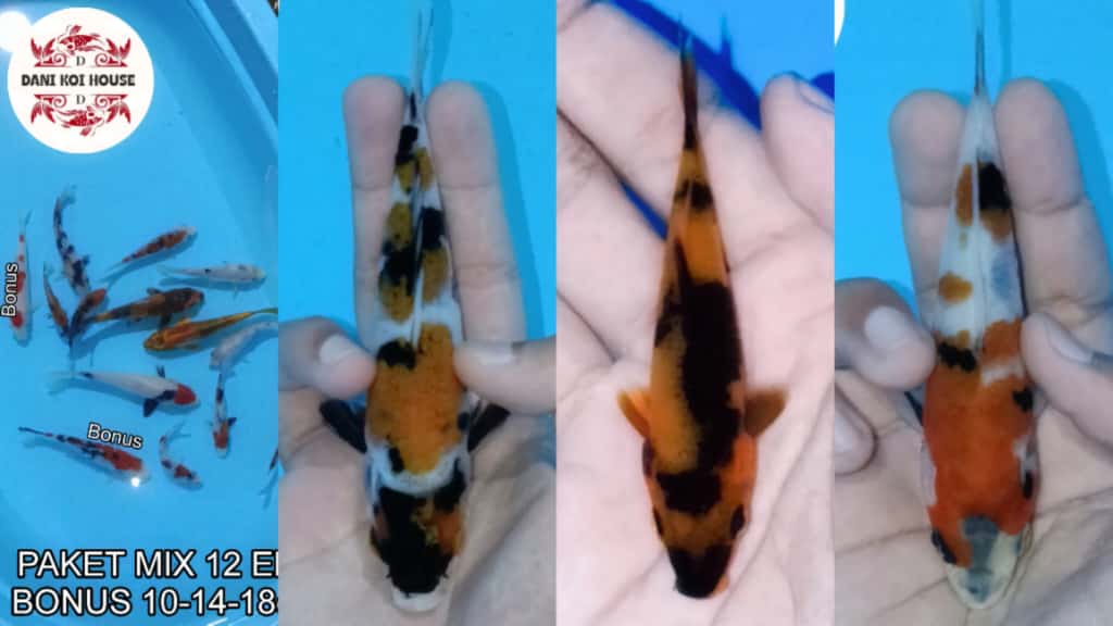 Lelang Koi Online, Jual Beli Ikan Koi, Pasar Koi Terbaik, Agen Lelang Koi, Penawaran Koi Berkualitas, Harga Jual Koi, Lelang Ikan Koi Import, Beli Koi Online, Jual Koi Murah, Koi Showroom, Penjual Koi Terpercaya, Lelang Koi Jakarta, Jual Koi Lokal, Koi Kualitas Unggul, Harga Terbaik Koi, Jual Koi Indukan, Lelang Ikan Hias Koi, Pasar Koi Indonesia, Beli Koi Berkualitas Tinggi, Koi Farm Terbesar, Jual Beli Koi Impor, Lelang Ikan Koi Kualitas Premium, Daftar Harga Koi Terbaru, Pusat Jual Beli Koi, Info Lelang Koi Hari Ini.