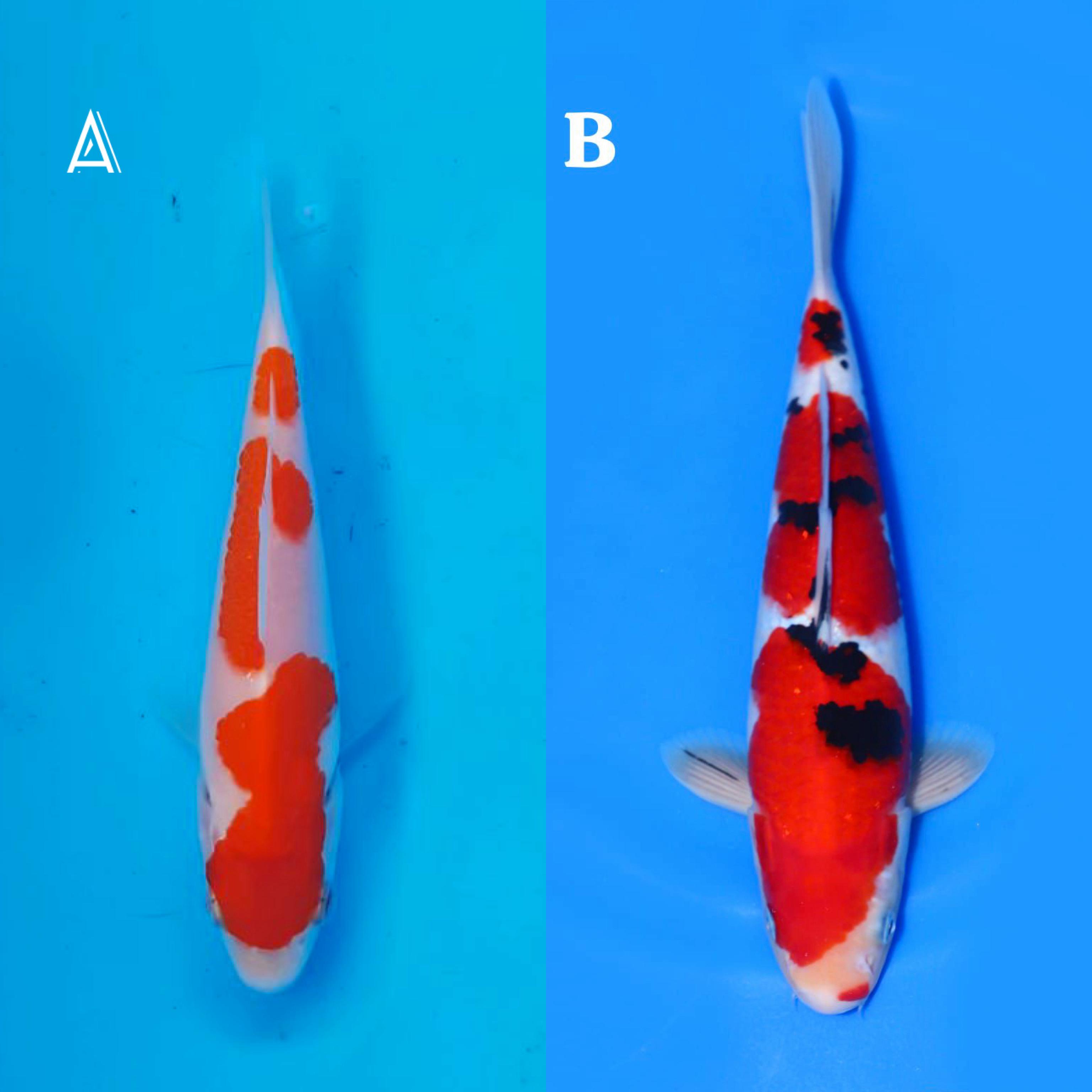 Lelang Koi Online, Jual Beli Ikan Koi, Pasar Koi Terbaik, Agen Lelang Koi, Penawaran Koi Berkualitas, Harga Jual Koi, Lelang Ikan Koi Import, Beli Koi Online, Jual Koi Murah, Koi Showroom, Penjual Koi Terpercaya, Lelang Koi Jakarta, Jual Koi Lokal, Koi Kualitas Unggul, Harga Terbaik Koi, Jual Koi Indukan, Lelang Ikan Hias Koi, Pasar Koi Indonesia, Beli Koi Berkualitas Tinggi, Koi Farm Terbesar, Jual Beli Koi Impor, Lelang Ikan Koi Kualitas Premium, Daftar Harga Koi Terbaru, Pusat Jual Beli Koi, Info Lelang Koi Hari Ini.