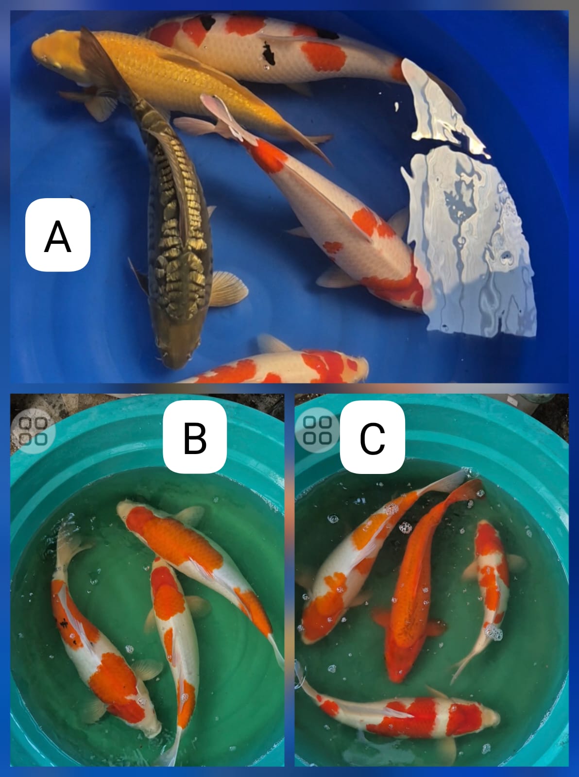 Lelang Koi Online, Jual Beli Ikan Koi, Pasar Koi Terbaik, Agen Lelang Koi, Penawaran Koi Berkualitas, Harga Jual Koi, Lelang Ikan Koi Import, Beli Koi Online, Jual Koi Murah, Koi Showroom, Penjual Koi Terpercaya, Lelang Koi Jakarta, Jual Koi Lokal, Koi Kualitas Unggul, Harga Terbaik Koi, Jual Koi Indukan, Lelang Ikan Hias Koi, Pasar Koi Indonesia, Beli Koi Berkualitas Tinggi, Koi Farm Terbesar, Jual Beli Koi Impor, Lelang Ikan Koi Kualitas Premium, Daftar Harga Koi Terbaru, Pusat Jual Beli Koi, Info Lelang Koi Hari Ini.