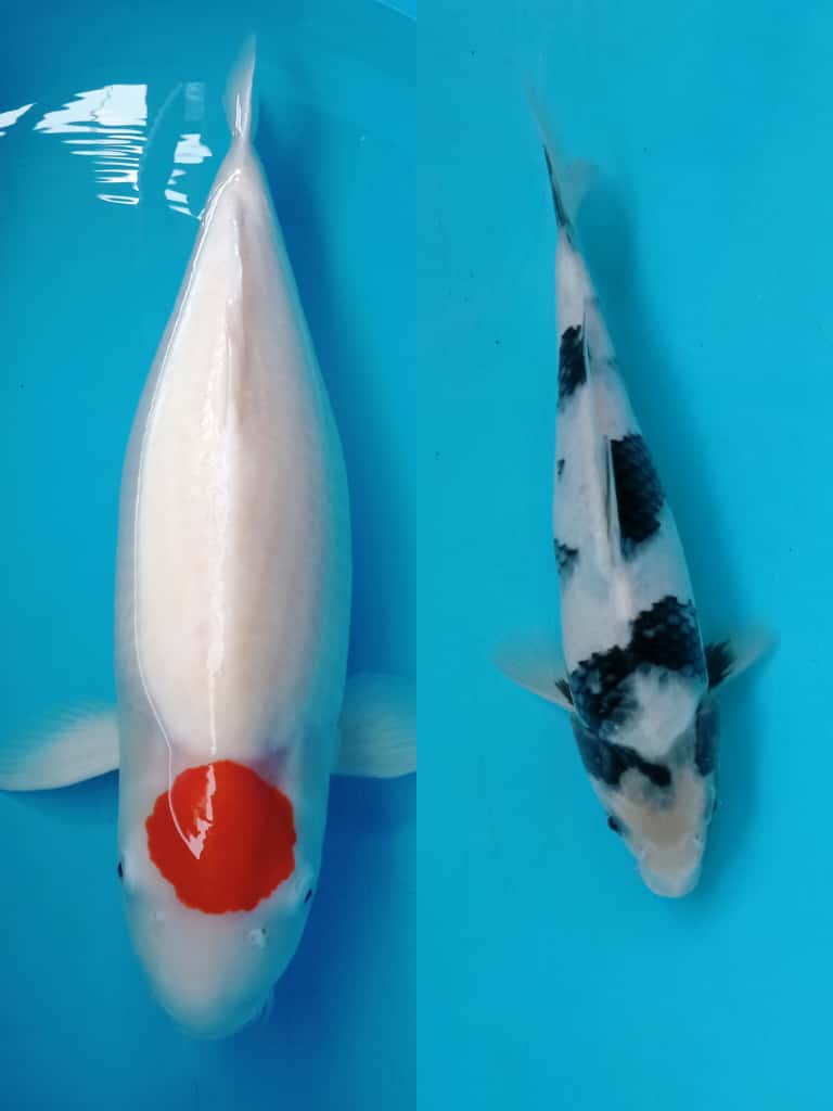 Lelang Koi Online, Jual Beli Ikan Koi, Pasar Koi Terbaik, Agen Lelang Koi, Penawaran Koi Berkualitas, Harga Jual Koi, Lelang Ikan Koi Import, Beli Koi Online, Jual Koi Murah, Koi Showroom, Penjual Koi Terpercaya, Lelang Koi Jakarta, Jual Koi Lokal, Koi Kualitas Unggul, Harga Terbaik Koi, Jual Koi Indukan, Lelang Ikan Hias Koi, Pasar Koi Indonesia, Beli Koi Berkualitas Tinggi, Koi Farm Terbesar, Jual Beli Koi Impor, Lelang Ikan Koi Kualitas Premium, Daftar Harga Koi Terbaru, Pusat Jual Beli Koi, Info Lelang Koi Hari Ini.