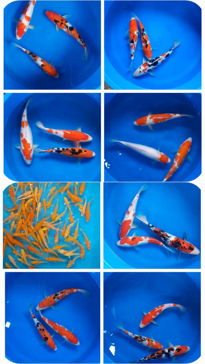 Lelang Koi Online, Jual Beli Ikan Koi, Pasar Koi Terbaik, Agen Lelang Koi, Penawaran Koi Berkualitas, Harga Jual Koi, Lelang Ikan Koi Import, Beli Koi Online, Jual Koi Murah, Koi Showroom, Penjual Koi Terpercaya, Lelang Koi Jakarta, Jual Koi Lokal, Koi Kualitas Unggul, Harga Terbaik Koi, Jual Koi Indukan, Lelang Ikan Hias Koi, Pasar Koi Indonesia, Beli Koi Berkualitas Tinggi, Koi Farm Terbesar, Jual Beli Koi Impor, Lelang Ikan Koi Kualitas Premium, Daftar Harga Koi Terbaru, Pusat Jual Beli Koi, Info Lelang Koi Hari Ini.