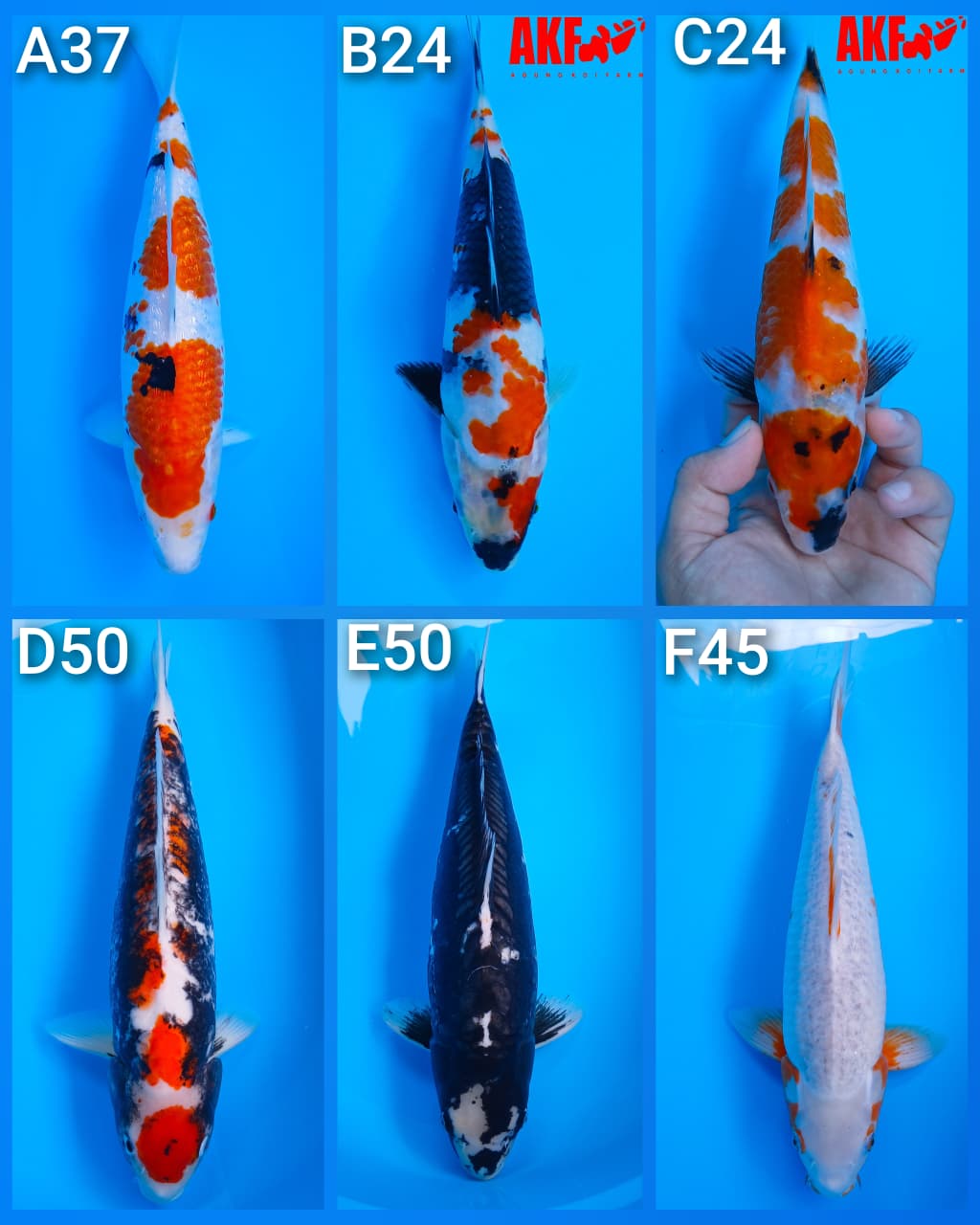 Lelang Koi Online, Jual Beli Ikan Koi, Pasar Koi Terbaik, Agen Lelang Koi, Penawaran Koi Berkualitas, Harga Jual Koi, Lelang Ikan Koi Import, Beli Koi Online, Jual Koi Murah, Koi Showroom, Penjual Koi Terpercaya, Lelang Koi Jakarta, Jual Koi Lokal, Koi Kualitas Unggul, Harga Terbaik Koi, Jual Koi Indukan, Lelang Ikan Hias Koi, Pasar Koi Indonesia, Beli Koi Berkualitas Tinggi, Koi Farm Terbesar, Jual Beli Koi Impor, Lelang Ikan Koi Kualitas Premium, Daftar Harga Koi Terbaru, Pusat Jual Beli Koi, Info Lelang Koi Hari Ini.