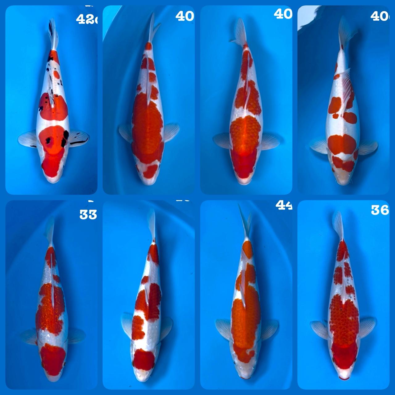 Lelang Koi Online, Jual Beli Ikan Koi, Pasar Koi Terbaik, Agen Lelang Koi, Penawaran Koi Berkualitas, Harga Jual Koi, Lelang Ikan Koi Import, Beli Koi Online, Jual Koi Murah, Koi Showroom, Penjual Koi Terpercaya, Lelang Koi Jakarta, Jual Koi Lokal, Koi Kualitas Unggul, Harga Terbaik Koi, Jual Koi Indukan, Lelang Ikan Hias Koi, Pasar Koi Indonesia, Beli Koi Berkualitas Tinggi, Koi Farm Terbesar, Jual Beli Koi Impor, Lelang Ikan Koi Kualitas Premium, Daftar Harga Koi Terbaru, Pusat Jual Beli Koi, Info Lelang Koi Hari Ini.
