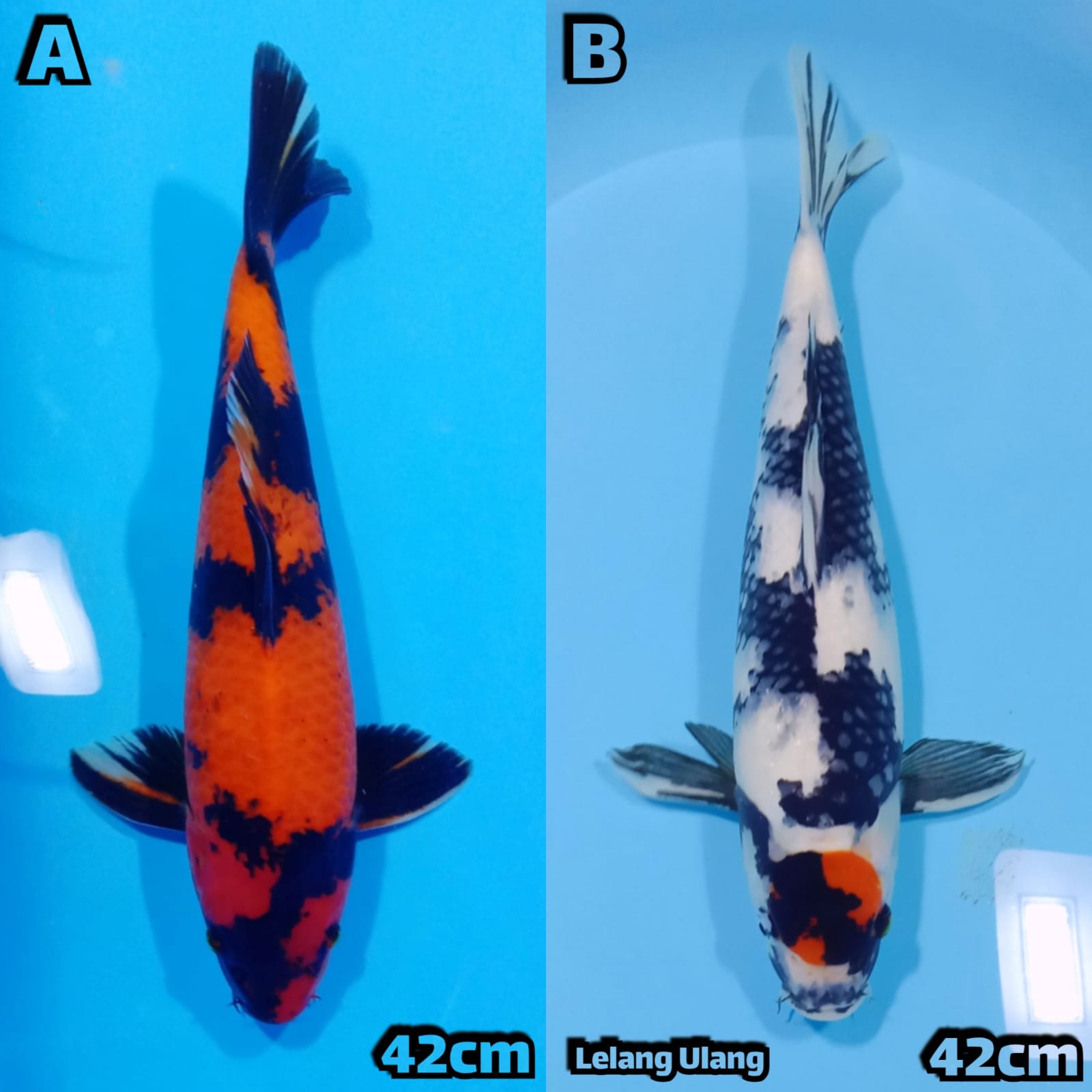 Lelang Koi Online, Jual Beli Ikan Koi, Pasar Koi Terbaik, Agen Lelang Koi, Penawaran Koi Berkualitas, Harga Jual Koi, Lelang Ikan Koi Import, Beli Koi Online, Jual Koi Murah, Koi Showroom, Penjual Koi Terpercaya, Lelang Koi Jakarta, Jual Koi Lokal, Koi Kualitas Unggul, Harga Terbaik Koi, Jual Koi Indukan, Lelang Ikan Hias Koi, Pasar Koi Indonesia, Beli Koi Berkualitas Tinggi, Koi Farm Terbesar, Jual Beli Koi Impor, Lelang Ikan Koi Kualitas Premium, Daftar Harga Koi Terbaru, Pusat Jual Beli Koi, Info Lelang Koi Hari Ini.