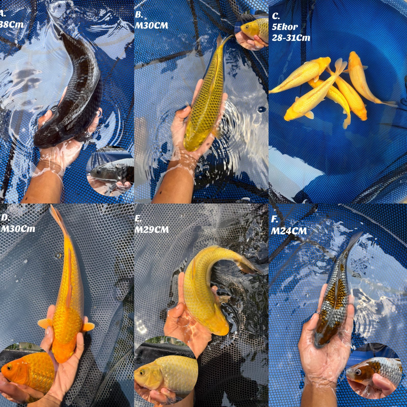 Lelang Koi Online, Jual Beli Ikan Koi, Pasar Koi Terbaik, Agen Lelang Koi, Penawaran Koi Berkualitas, Harga Jual Koi, Lelang Ikan Koi Import, Beli Koi Online, Jual Koi Murah, Koi Showroom, Penjual Koi Terpercaya, Lelang Koi Jakarta, Jual Koi Lokal, Koi Kualitas Unggul, Harga Terbaik Koi, Jual Koi Indukan, Lelang Ikan Hias Koi, Pasar Koi Indonesia, Beli Koi Berkualitas Tinggi, Koi Farm Terbesar, Jual Beli Koi Impor, Lelang Ikan Koi Kualitas Premium, Daftar Harga Koi Terbaru, Pusat Jual Beli Koi, Info Lelang Koi Hari Ini.