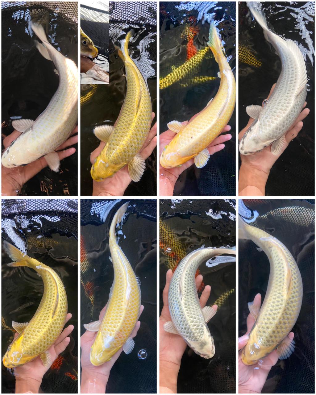 Lelang Koi Online, Jual Beli Ikan Koi, Pasar Koi Terbaik, Agen Lelang Koi, Penawaran Koi Berkualitas, Harga Jual Koi, Lelang Ikan Koi Import, Beli Koi Online, Jual Koi Murah, Koi Showroom, Penjual Koi Terpercaya, Lelang Koi Jakarta, Jual Koi Lokal, Koi Kualitas Unggul, Harga Terbaik Koi, Jual Koi Indukan, Lelang Ikan Hias Koi, Pasar Koi Indonesia, Beli Koi Berkualitas Tinggi, Koi Farm Terbesar, Jual Beli Koi Impor, Lelang Ikan Koi Kualitas Premium, Daftar Harga Koi Terbaru, Pusat Jual Beli Koi, Info Lelang Koi Hari Ini.