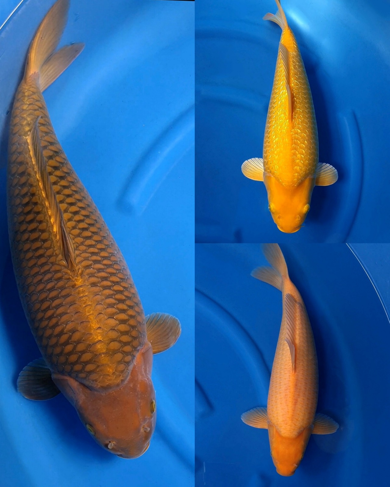 Lelang Koi Online, Jual Beli Ikan Koi, Pasar Koi Terbaik, Agen Lelang Koi, Penawaran Koi Berkualitas, Harga Jual Koi, Lelang Ikan Koi Import, Beli Koi Online, Jual Koi Murah, Koi Showroom, Penjual Koi Terpercaya, Lelang Koi Jakarta, Jual Koi Lokal, Koi Kualitas Unggul, Harga Terbaik Koi, Jual Koi Indukan, Lelang Ikan Hias Koi, Pasar Koi Indonesia, Beli Koi Berkualitas Tinggi, Koi Farm Terbesar, Jual Beli Koi Impor, Lelang Ikan Koi Kualitas Premium, Daftar Harga Koi Terbaru, Pusat Jual Beli Koi, Info Lelang Koi Hari Ini.