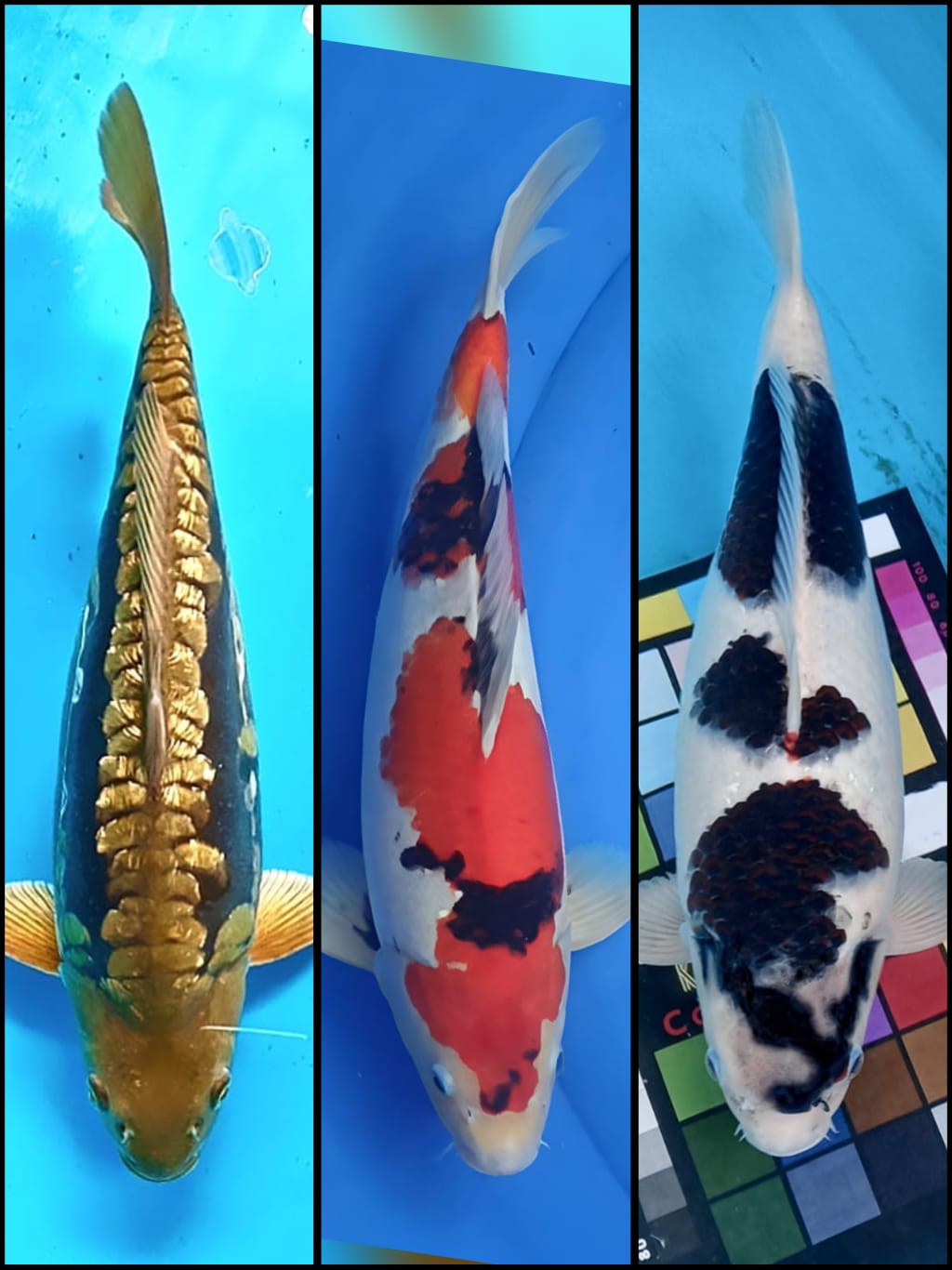 Lelang Koi Online, Jual Beli Ikan Koi, Pasar Koi Terbaik, Agen Lelang Koi, Penawaran Koi Berkualitas, Harga Jual Koi, Lelang Ikan Koi Import, Beli Koi Online, Jual Koi Murah, Koi Showroom, Penjual Koi Terpercaya, Lelang Koi Jakarta, Jual Koi Lokal, Koi Kualitas Unggul, Harga Terbaik Koi, Jual Koi Indukan, Lelang Ikan Hias Koi, Pasar Koi Indonesia, Beli Koi Berkualitas Tinggi, Koi Farm Terbesar, Jual Beli Koi Impor, Lelang Ikan Koi Kualitas Premium, Daftar Harga Koi Terbaru, Pusat Jual Beli Koi, Info Lelang Koi Hari Ini.