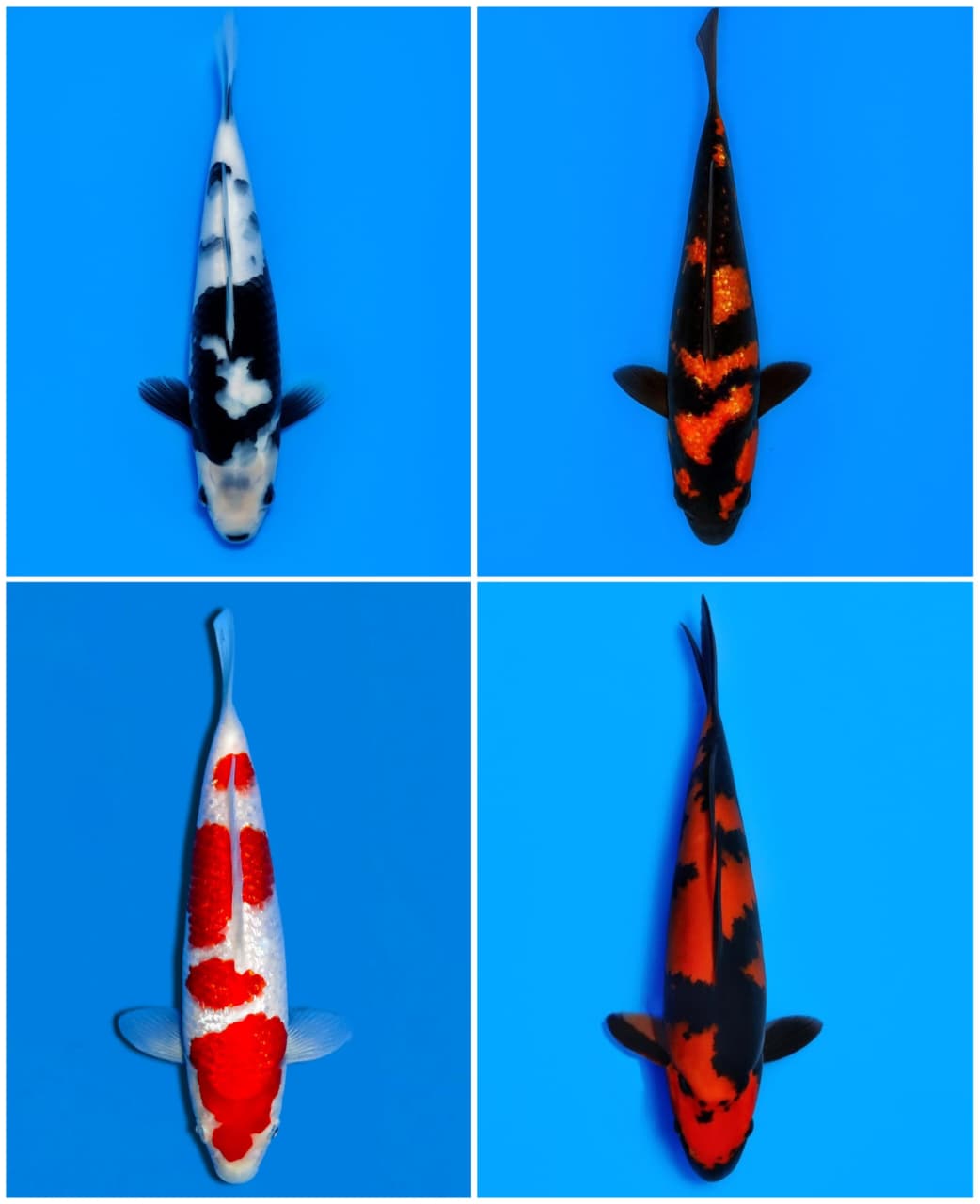 Lelang Koi Online, Jual Beli Ikan Koi, Pasar Koi Terbaik, Agen Lelang Koi, Penawaran Koi Berkualitas, Harga Jual Koi, Lelang Ikan Koi Import, Beli Koi Online, Jual Koi Murah, Koi Showroom, Penjual Koi Terpercaya, Lelang Koi Jakarta, Jual Koi Lokal, Koi Kualitas Unggul, Harga Terbaik Koi, Jual Koi Indukan, Lelang Ikan Hias Koi, Pasar Koi Indonesia, Beli Koi Berkualitas Tinggi, Koi Farm Terbesar, Jual Beli Koi Impor, Lelang Ikan Koi Kualitas Premium, Daftar Harga Koi Terbaru, Pusat Jual Beli Koi, Info Lelang Koi Hari Ini.