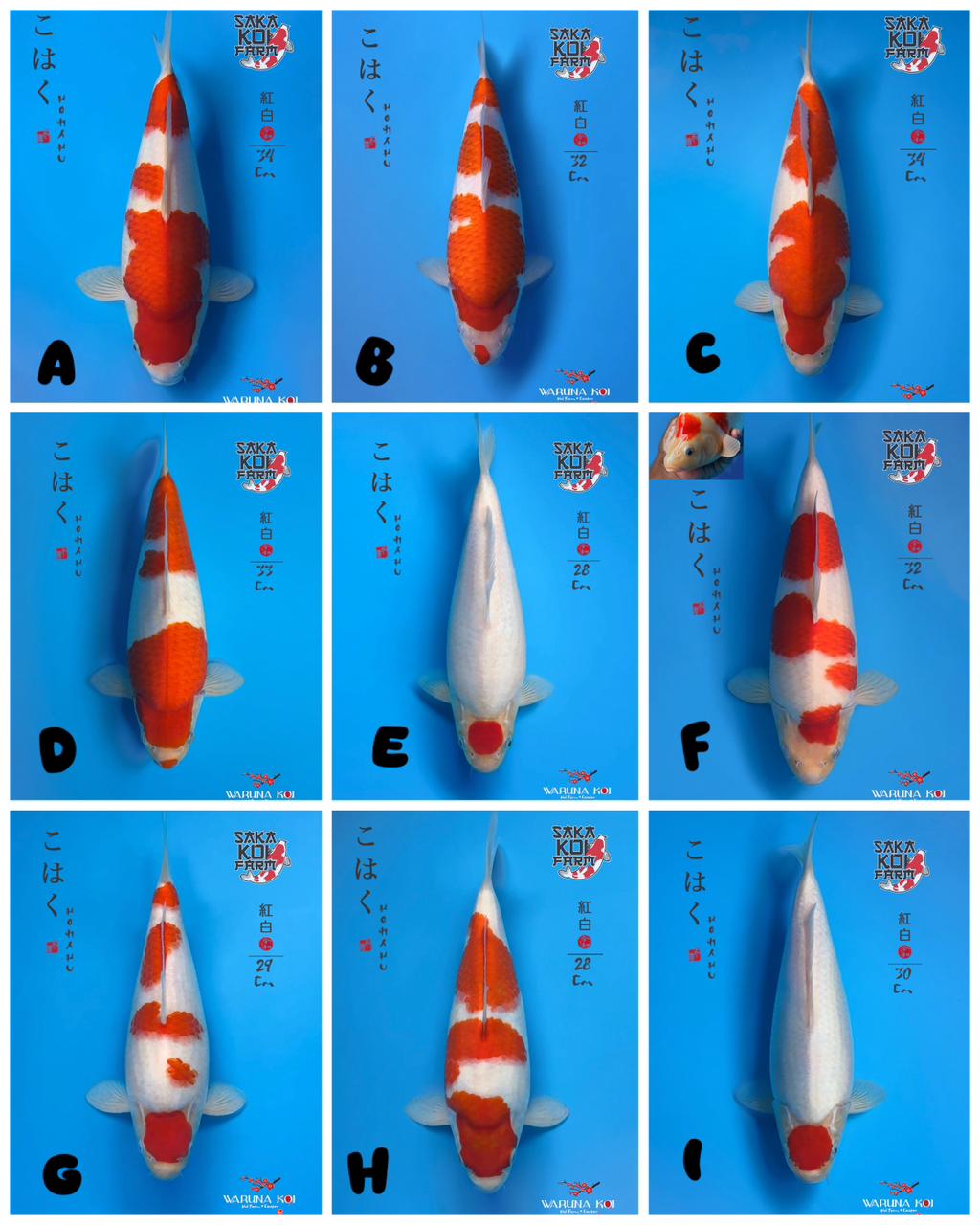Lelang Koi Online, Jual Beli Ikan Koi, Pasar Koi Terbaik, Agen Lelang Koi, Penawaran Koi Berkualitas, Harga Jual Koi, Lelang Ikan Koi Import, Beli Koi Online, Jual Koi Murah, Koi Showroom, Penjual Koi Terpercaya, Lelang Koi Jakarta, Jual Koi Lokal, Koi Kualitas Unggul, Harga Terbaik Koi, Jual Koi Indukan, Lelang Ikan Hias Koi, Pasar Koi Indonesia, Beli Koi Berkualitas Tinggi, Koi Farm Terbesar, Jual Beli Koi Impor, Lelang Ikan Koi Kualitas Premium, Daftar Harga Koi Terbaru, Pusat Jual Beli Koi, Info Lelang Koi Hari Ini.