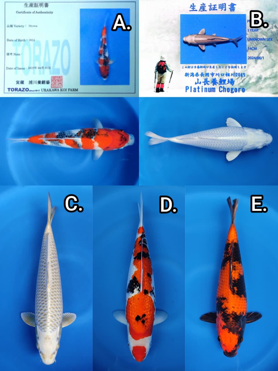 Lelang Koi Online, Jual Beli Ikan Koi, Pasar Koi Terbaik, Agen Lelang Koi, Penawaran Koi Berkualitas, Harga Jual Koi, Lelang Ikan Koi Import, Beli Koi Online, Jual Koi Murah, Koi Showroom, Penjual Koi Terpercaya, Lelang Koi Jakarta, Jual Koi Lokal, Koi Kualitas Unggul, Harga Terbaik Koi, Jual Koi Indukan, Lelang Ikan Hias Koi, Pasar Koi Indonesia, Beli Koi Berkualitas Tinggi, Koi Farm Terbesar, Jual Beli Koi Impor, Lelang Ikan Koi Kualitas Premium, Daftar Harga Koi Terbaru, Pusat Jual Beli Koi, Info Lelang Koi Hari Ini.