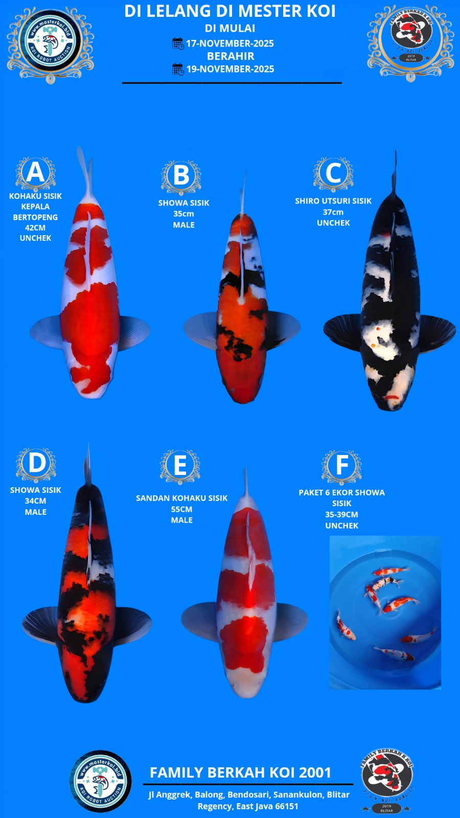 Lelang Koi Online, Jual Beli Ikan Koi, Pasar Koi Terbaik, Agen Lelang Koi, Penawaran Koi Berkualitas, Harga Jual Koi, Lelang Ikan Koi Import, Beli Koi Online, Jual Koi Murah, Koi Showroom, Penjual Koi Terpercaya, Lelang Koi Jakarta, Jual Koi Lokal, Koi Kualitas Unggul, Harga Terbaik Koi, Jual Koi Indukan, Lelang Ikan Hias Koi, Pasar Koi Indonesia, Beli Koi Berkualitas Tinggi, Koi Farm Terbesar, Jual Beli Koi Impor, Lelang Ikan Koi Kualitas Premium, Daftar Harga Koi Terbaru, Pusat Jual Beli Koi, Info Lelang Koi Hari Ini.