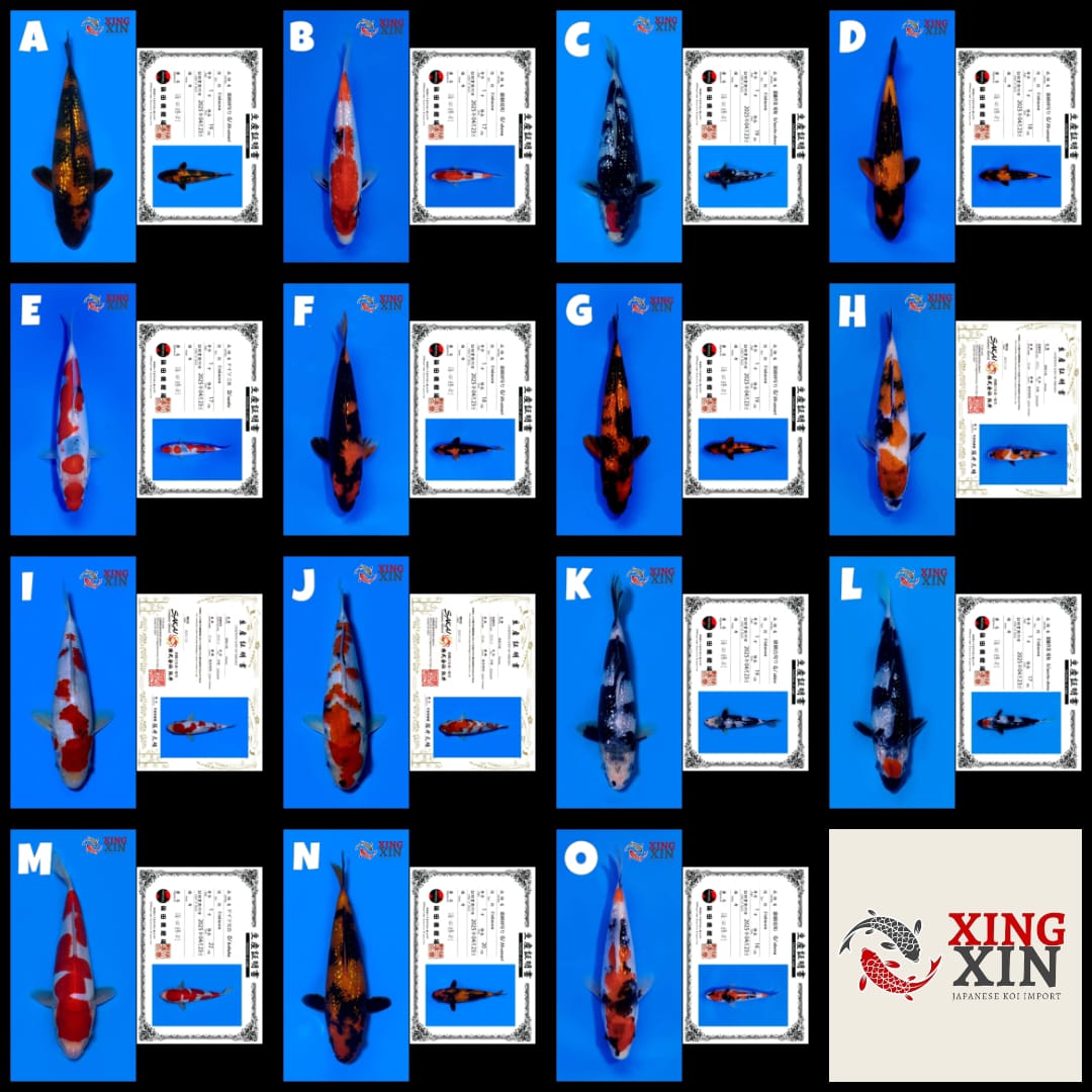 Lelang Koi Online, Jual Beli Ikan Koi, Pasar Koi Terbaik, Agen Lelang Koi, Penawaran Koi Berkualitas, Harga Jual Koi, Lelang Ikan Koi Import, Beli Koi Online, Jual Koi Murah, Koi Showroom, Penjual Koi Terpercaya, Lelang Koi Jakarta, Jual Koi Lokal, Koi Kualitas Unggul, Harga Terbaik Koi, Jual Koi Indukan, Lelang Ikan Hias Koi, Pasar Koi Indonesia, Beli Koi Berkualitas Tinggi, Koi Farm Terbesar, Jual Beli Koi Impor, Lelang Ikan Koi Kualitas Premium, Daftar Harga Koi Terbaru, Pusat Jual Beli Koi, Info Lelang Koi Hari Ini.