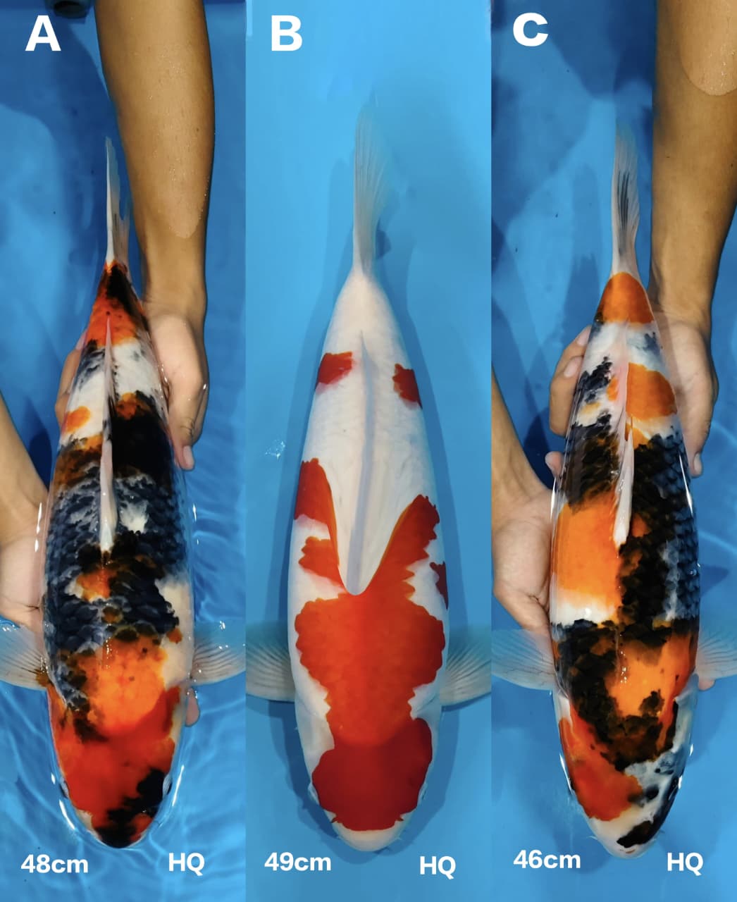 Lelang Koi Online, Jual Beli Ikan Koi, Pasar Koi Terbaik, Agen Lelang Koi, Penawaran Koi Berkualitas, Harga Jual Koi, Lelang Ikan Koi Import, Beli Koi Online, Jual Koi Murah, Koi Showroom, Penjual Koi Terpercaya, Lelang Koi Jakarta, Jual Koi Lokal, Koi Kualitas Unggul, Harga Terbaik Koi, Jual Koi Indukan, Lelang Ikan Hias Koi, Pasar Koi Indonesia, Beli Koi Berkualitas Tinggi, Koi Farm Terbesar, Jual Beli Koi Impor, Lelang Ikan Koi Kualitas Premium, Daftar Harga Koi Terbaru, Pusat Jual Beli Koi, Info Lelang Koi Hari Ini.