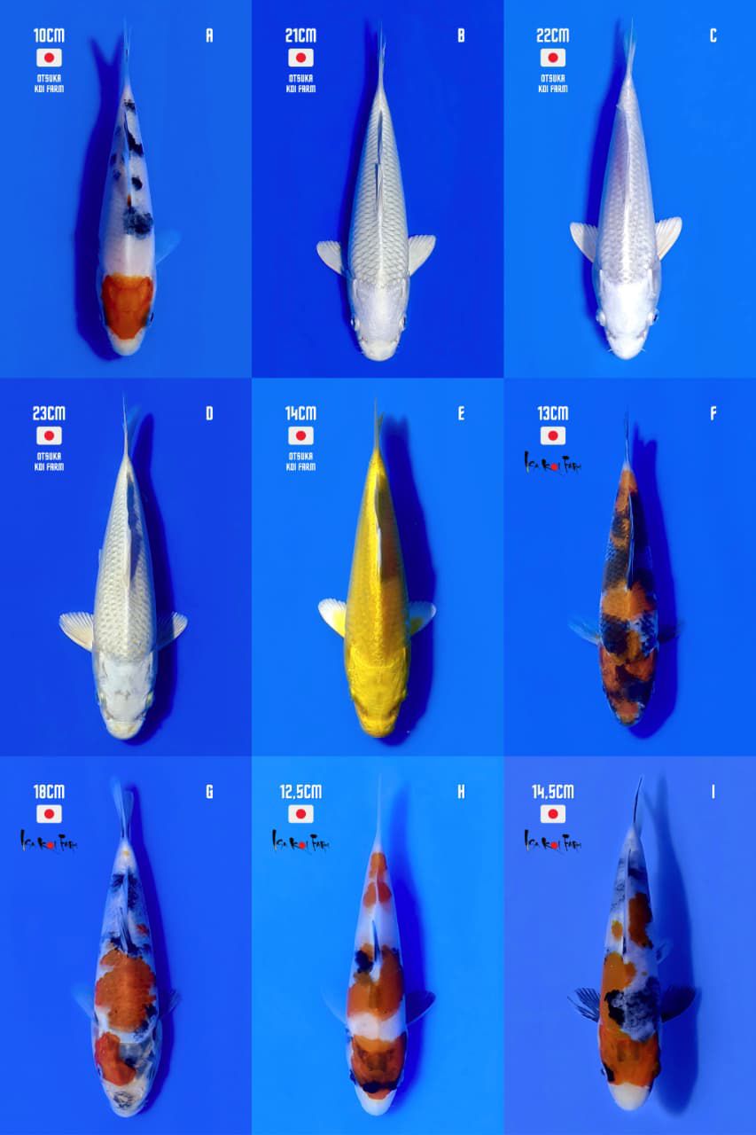 Lelang Koi Online, Jual Beli Ikan Koi, Pasar Koi Terbaik, Agen Lelang Koi, Penawaran Koi Berkualitas, Harga Jual Koi, Lelang Ikan Koi Import, Beli Koi Online, Jual Koi Murah, Koi Showroom, Penjual Koi Terpercaya, Lelang Koi Jakarta, Jual Koi Lokal, Koi Kualitas Unggul, Harga Terbaik Koi, Jual Koi Indukan, Lelang Ikan Hias Koi, Pasar Koi Indonesia, Beli Koi Berkualitas Tinggi, Koi Farm Terbesar, Jual Beli Koi Impor, Lelang Ikan Koi Kualitas Premium, Daftar Harga Koi Terbaru, Pusat Jual Beli Koi, Info Lelang Koi Hari Ini.