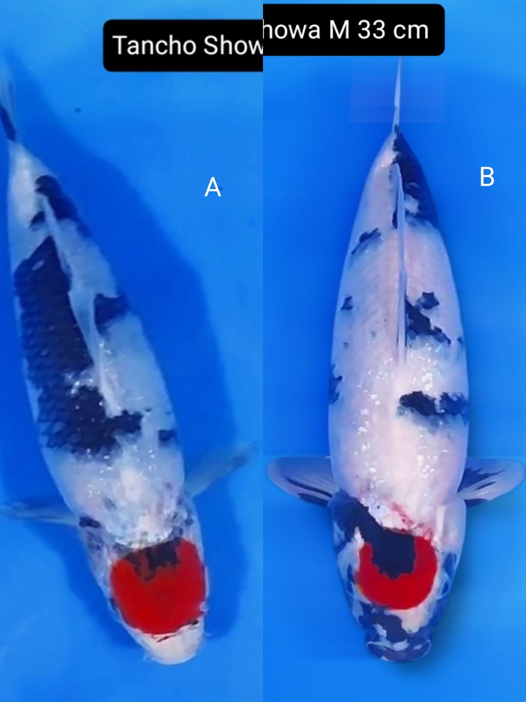 Lelang Koi Online, Jual Beli Ikan Koi, Pasar Koi Terbaik, Agen Lelang Koi, Penawaran Koi Berkualitas, Harga Jual Koi, Lelang Ikan Koi Import, Beli Koi Online, Jual Koi Murah, Koi Showroom, Penjual Koi Terpercaya, Lelang Koi Jakarta, Jual Koi Lokal, Koi Kualitas Unggul, Harga Terbaik Koi, Jual Koi Indukan, Lelang Ikan Hias Koi, Pasar Koi Indonesia, Beli Koi Berkualitas Tinggi, Koi Farm Terbesar, Jual Beli Koi Impor, Lelang Ikan Koi Kualitas Premium, Daftar Harga Koi Terbaru, Pusat Jual Beli Koi, Info Lelang Koi Hari Ini.