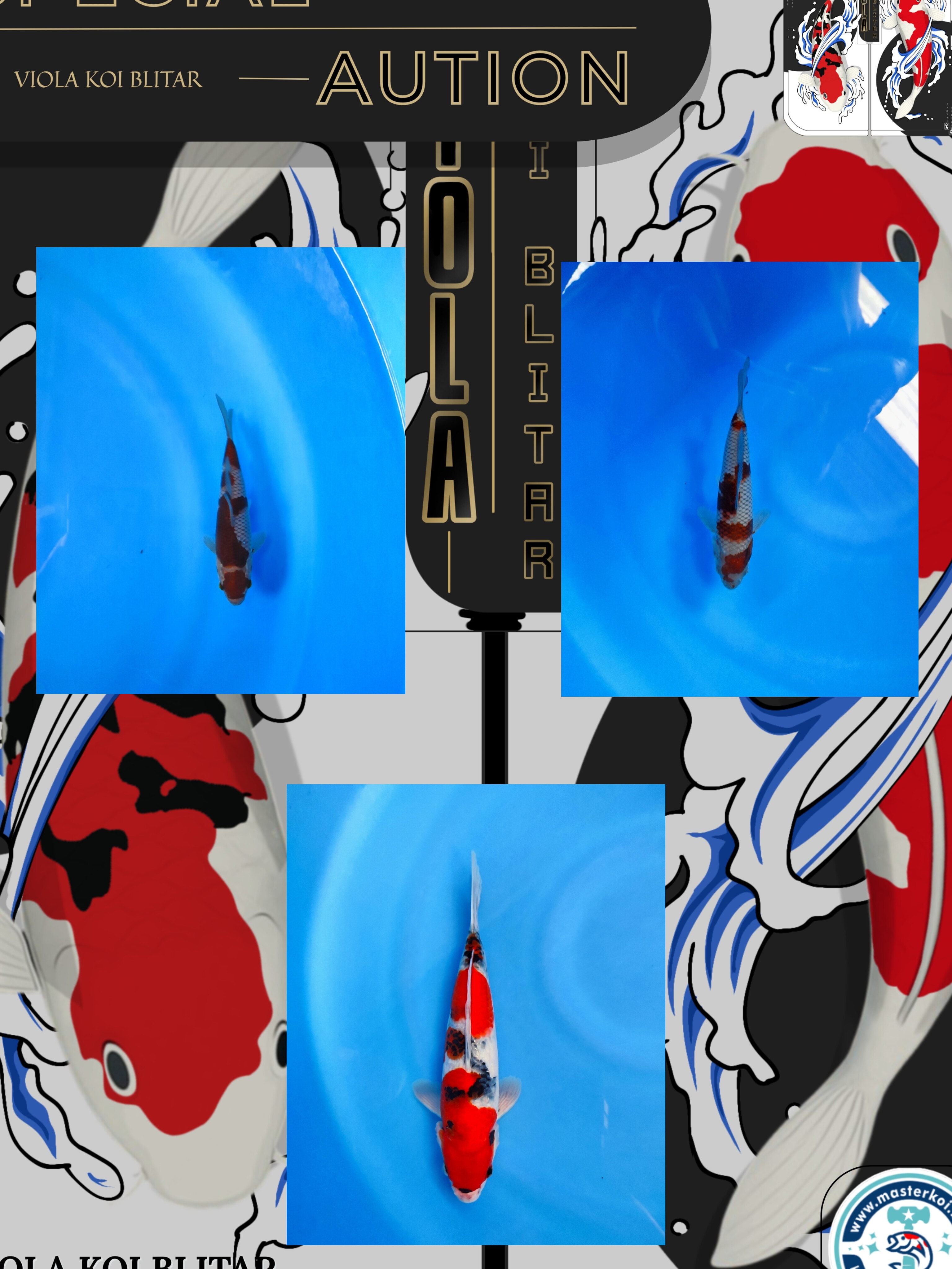 Lelang Koi Online, Jual Beli Ikan Koi, Pasar Koi Terbaik, Agen Lelang Koi, Penawaran Koi Berkualitas, Harga Jual Koi, Lelang Ikan Koi Import, Beli Koi Online, Jual Koi Murah, Koi Showroom, Penjual Koi Terpercaya, Lelang Koi Jakarta, Jual Koi Lokal, Koi Kualitas Unggul, Harga Terbaik Koi, Jual Koi Indukan, Lelang Ikan Hias Koi, Pasar Koi Indonesia, Beli Koi Berkualitas Tinggi, Koi Farm Terbesar, Jual Beli Koi Impor, Lelang Ikan Koi Kualitas Premium, Daftar Harga Koi Terbaru, Pusat Jual Beli Koi, Info Lelang Koi Hari Ini.