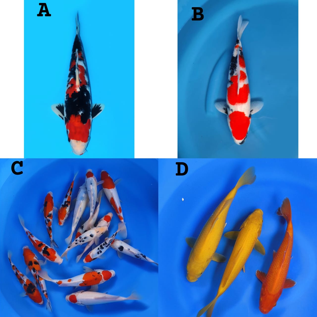 Lelang Koi Online, Jual Beli Ikan Koi, Pasar Koi Terbaik, Agen Lelang Koi, Penawaran Koi Berkualitas, Harga Jual Koi, Lelang Ikan Koi Import, Beli Koi Online, Jual Koi Murah, Koi Showroom, Penjual Koi Terpercaya, Lelang Koi Jakarta, Jual Koi Lokal, Koi Kualitas Unggul, Harga Terbaik Koi, Jual Koi Indukan, Lelang Ikan Hias Koi, Pasar Koi Indonesia, Beli Koi Berkualitas Tinggi, Koi Farm Terbesar, Jual Beli Koi Impor, Lelang Ikan Koi Kualitas Premium, Daftar Harga Koi Terbaru, Pusat Jual Beli Koi, Info Lelang Koi Hari Ini.