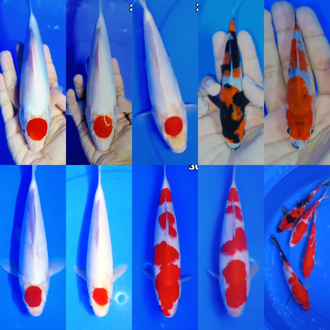 Lelang Koi Online, Jual Beli Ikan Koi, Pasar Koi Terbaik, Agen Lelang Koi, Penawaran Koi Berkualitas, Harga Jual Koi, Lelang Ikan Koi Import, Beli Koi Online, Jual Koi Murah, Koi Showroom, Penjual Koi Terpercaya, Lelang Koi Jakarta, Jual Koi Lokal, Koi Kualitas Unggul, Harga Terbaik Koi, Jual Koi Indukan, Lelang Ikan Hias Koi, Pasar Koi Indonesia, Beli Koi Berkualitas Tinggi, Koi Farm Terbesar, Jual Beli Koi Impor, Lelang Ikan Koi Kualitas Premium, Daftar Harga Koi Terbaru, Pusat Jual Beli Koi, Info Lelang Koi Hari Ini.
