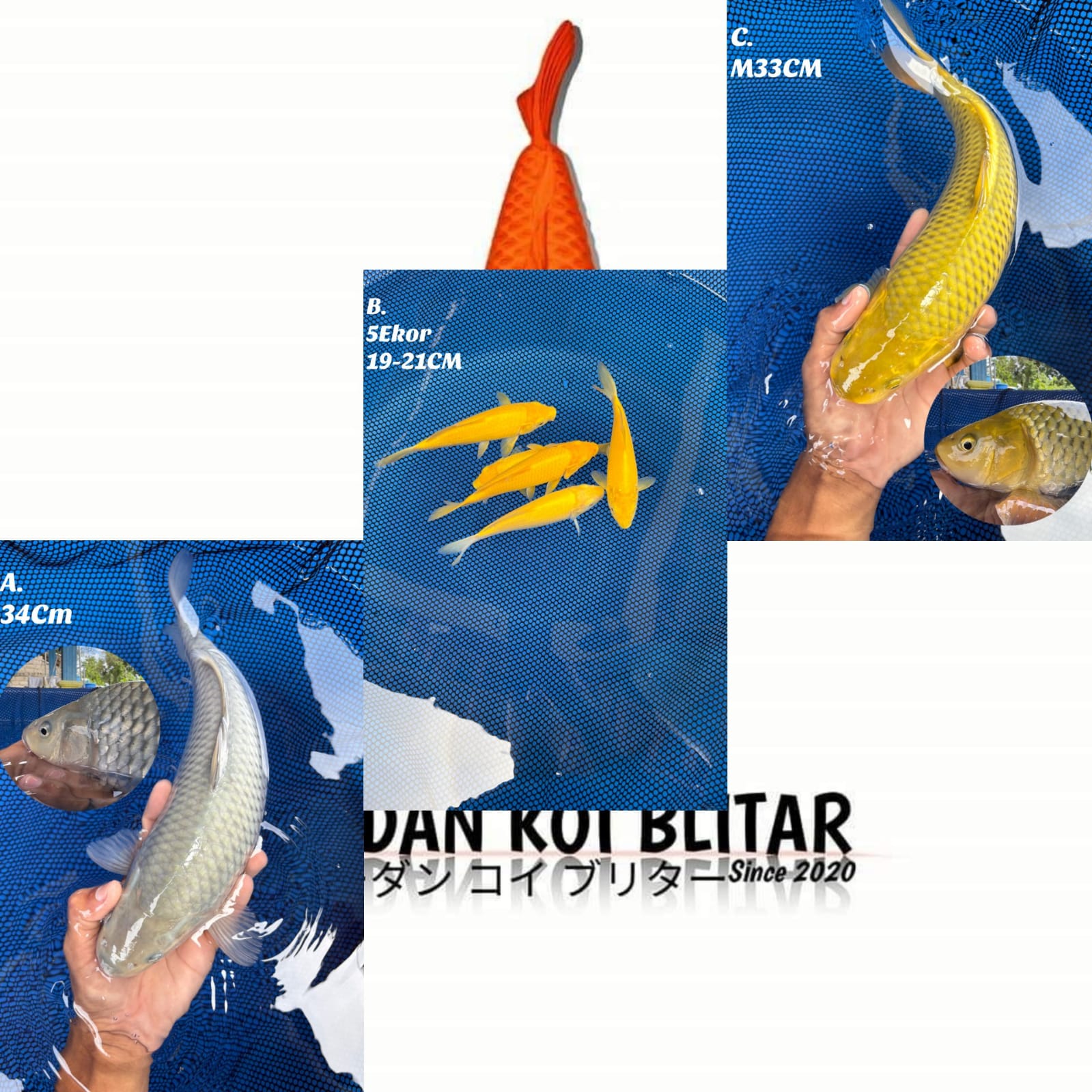 Lelang Koi Online, Jual Beli Ikan Koi, Pasar Koi Terbaik, Agen Lelang Koi, Penawaran Koi Berkualitas, Harga Jual Koi, Lelang Ikan Koi Import, Beli Koi Online, Jual Koi Murah, Koi Showroom, Penjual Koi Terpercaya, Lelang Koi Jakarta, Jual Koi Lokal, Koi Kualitas Unggul, Harga Terbaik Koi, Jual Koi Indukan, Lelang Ikan Hias Koi, Pasar Koi Indonesia, Beli Koi Berkualitas Tinggi, Koi Farm Terbesar, Jual Beli Koi Impor, Lelang Ikan Koi Kualitas Premium, Daftar Harga Koi Terbaru, Pusat Jual Beli Koi, Info Lelang Koi Hari Ini.