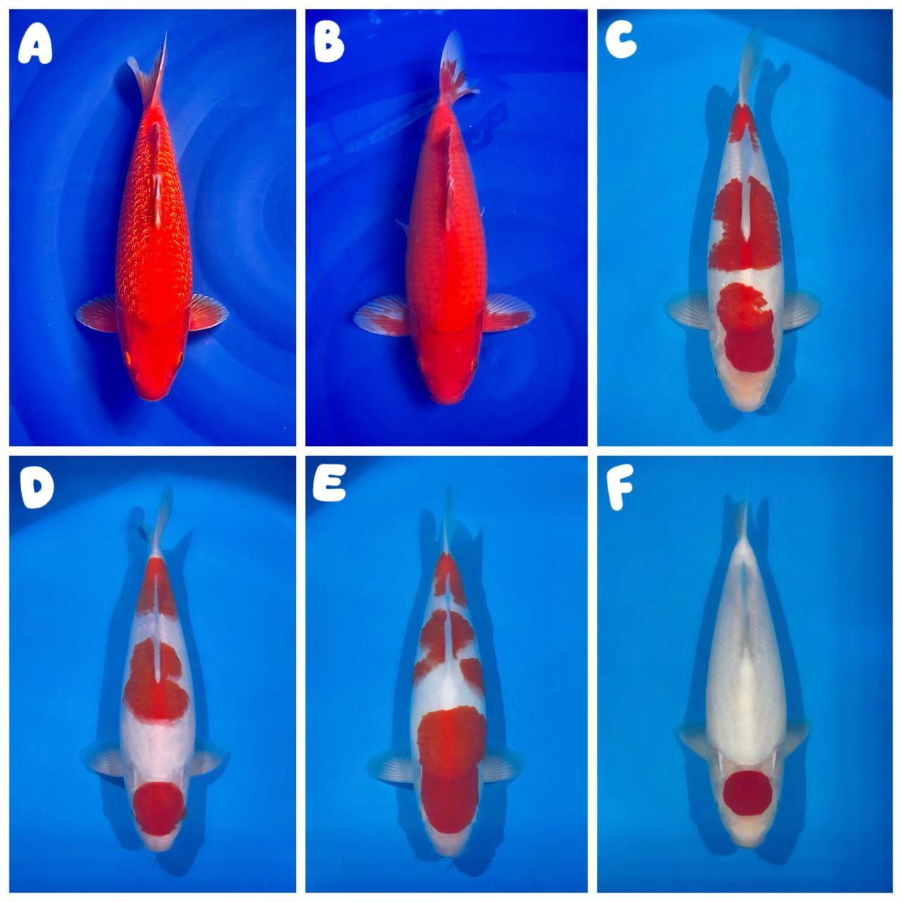 Lelang Koi Online, Jual Beli Ikan Koi, Pasar Koi Terbaik, Agen Lelang Koi, Penawaran Koi Berkualitas, Harga Jual Koi, Lelang Ikan Koi Import, Beli Koi Online, Jual Koi Murah, Koi Showroom, Penjual Koi Terpercaya, Lelang Koi Jakarta, Jual Koi Lokal, Koi Kualitas Unggul, Harga Terbaik Koi, Jual Koi Indukan, Lelang Ikan Hias Koi, Pasar Koi Indonesia, Beli Koi Berkualitas Tinggi, Koi Farm Terbesar, Jual Beli Koi Impor, Lelang Ikan Koi Kualitas Premium, Daftar Harga Koi Terbaru, Pusat Jual Beli Koi, Info Lelang Koi Hari Ini.